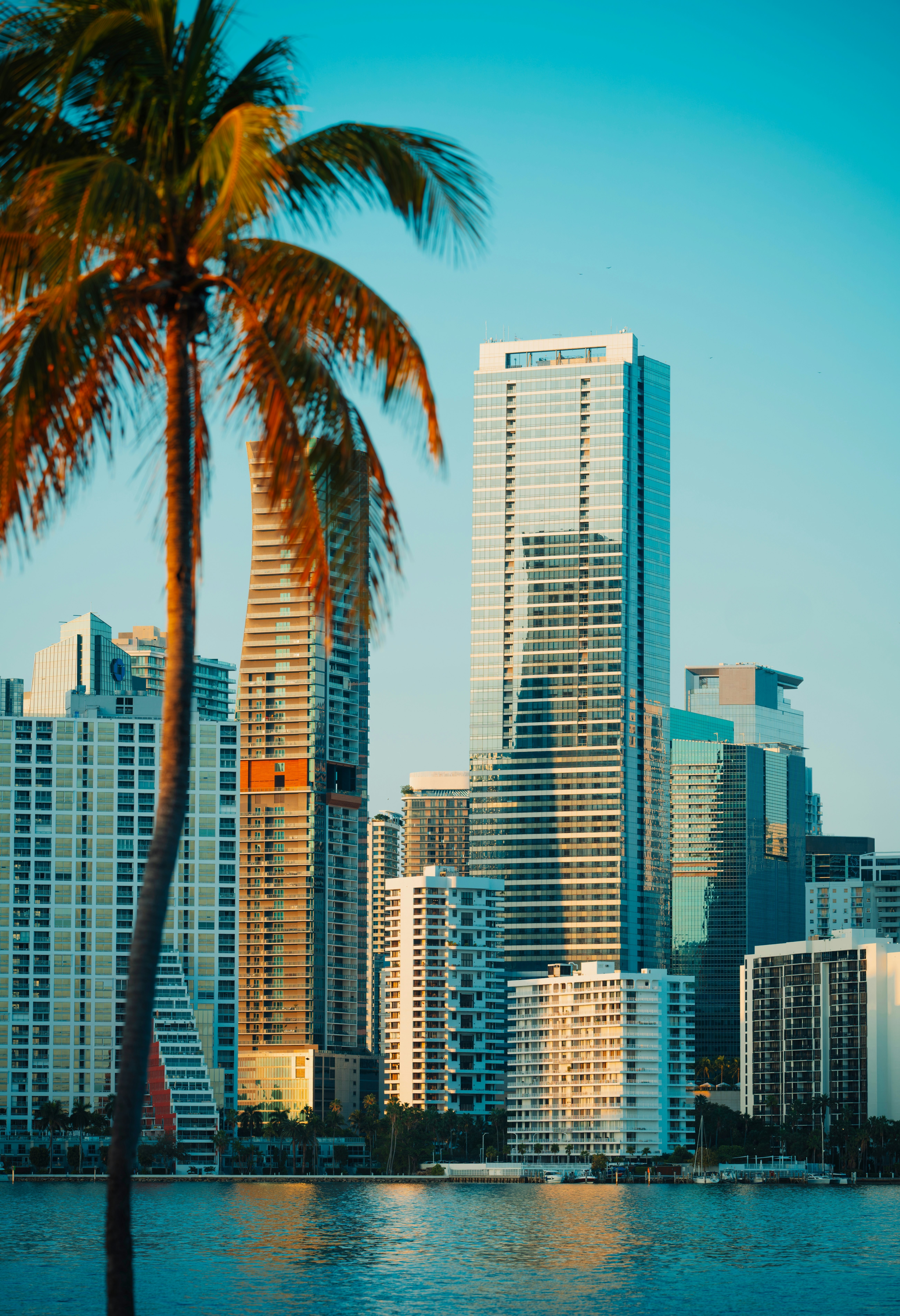 A palm tree in the foreground is across the water from tall glass skyscrapers in Florida.