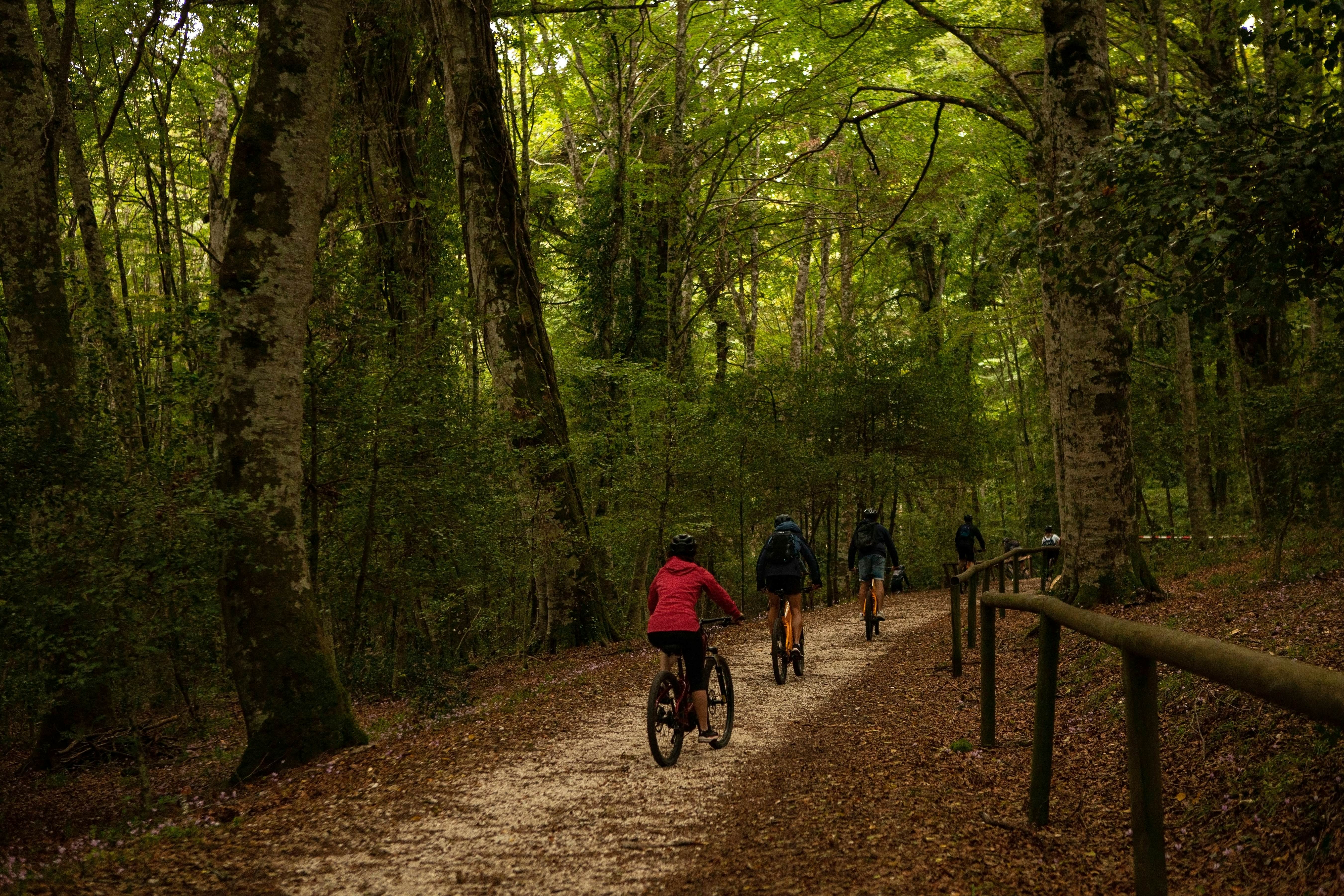 People ride mountain bikes down a dirt path through a dense forest. Fallen leaves lie on the ground.