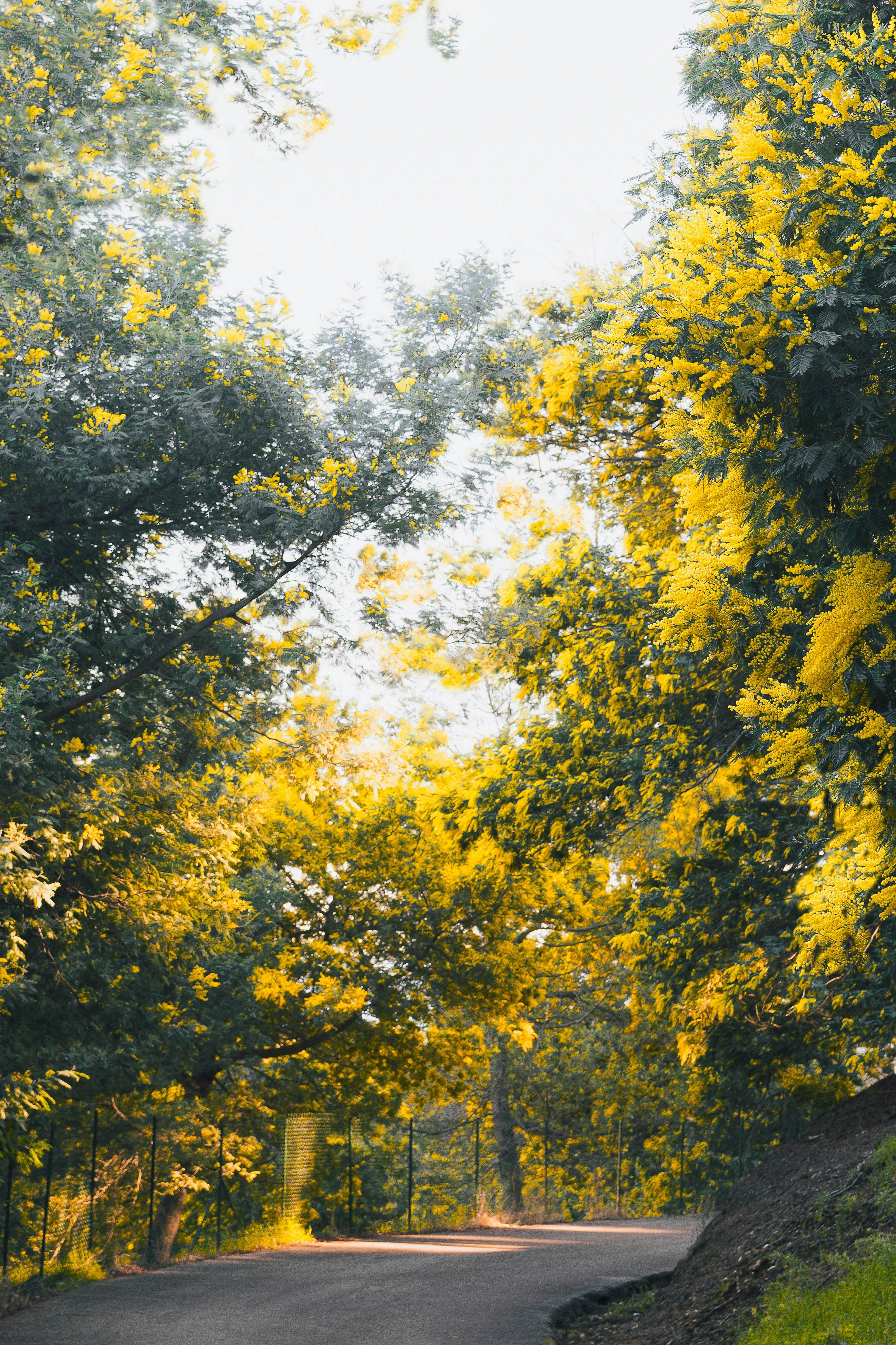 The road of mimosa on the Côte d'Azur. Yellow and green floral background. Mimosa alley on the hills near Mandelieu-la-Napoule, France.