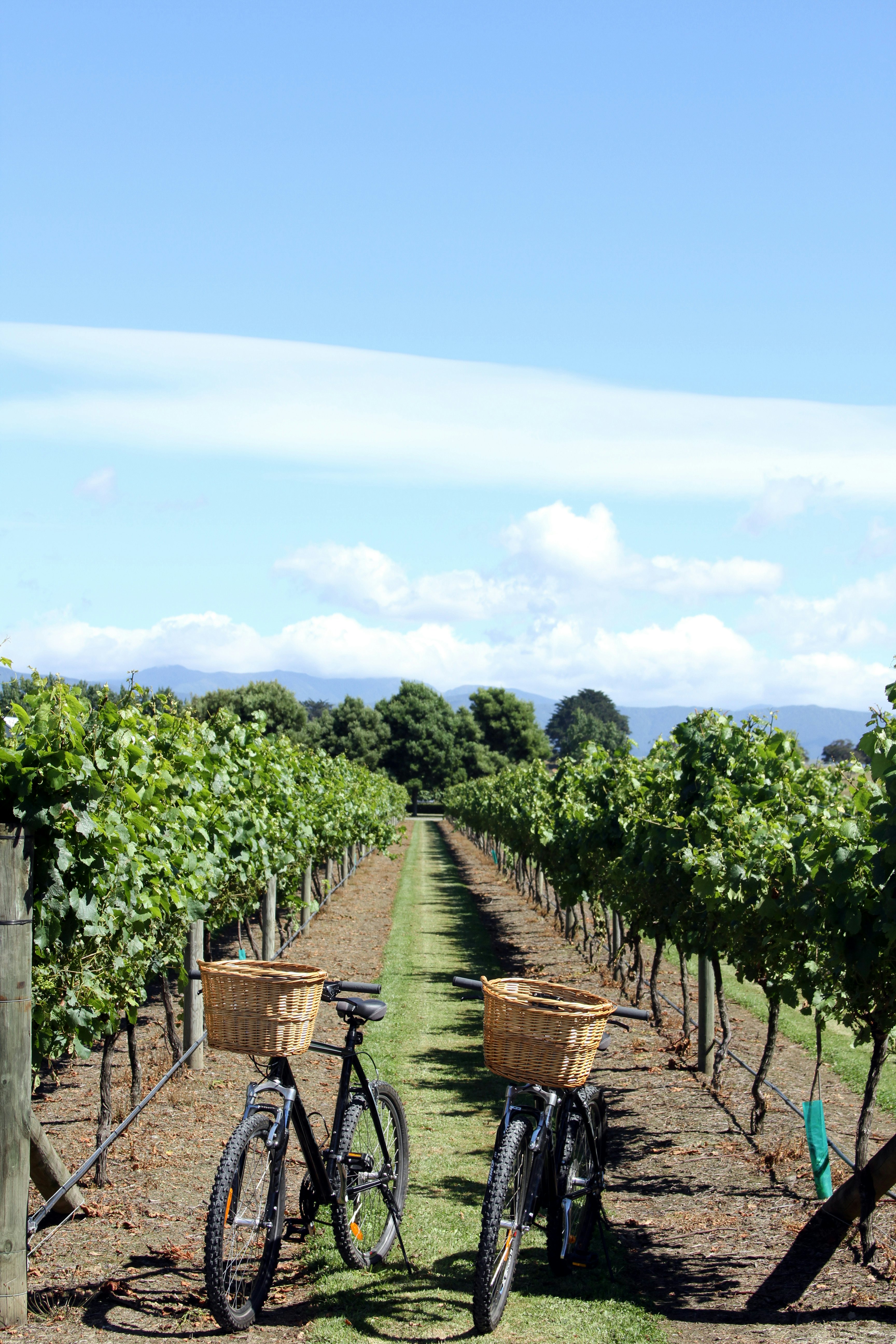 Two bikes on stands at the edge of a row of vines