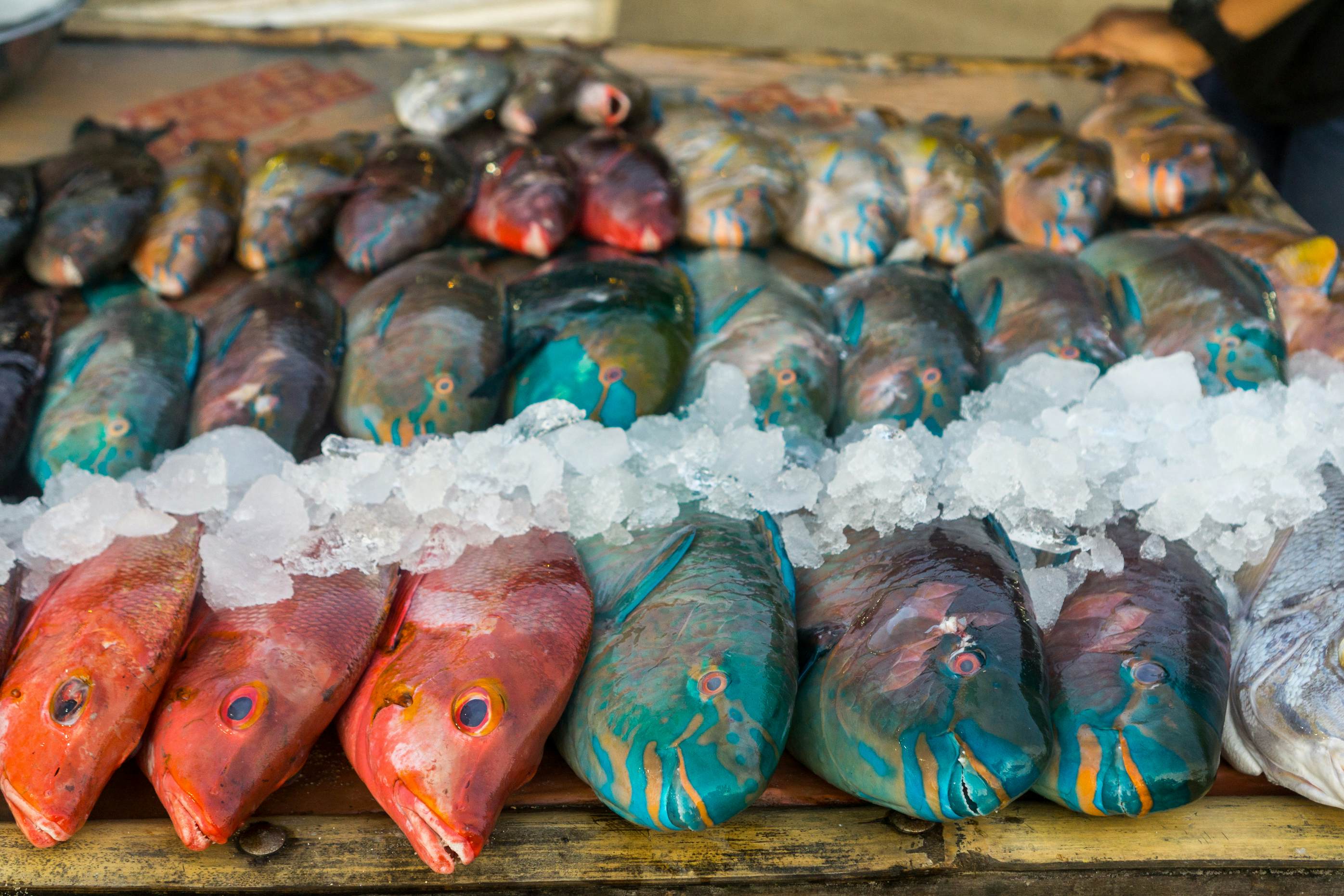 Orange, blue and other colorful tropical fish are displayed with ice for sale at wooden stall