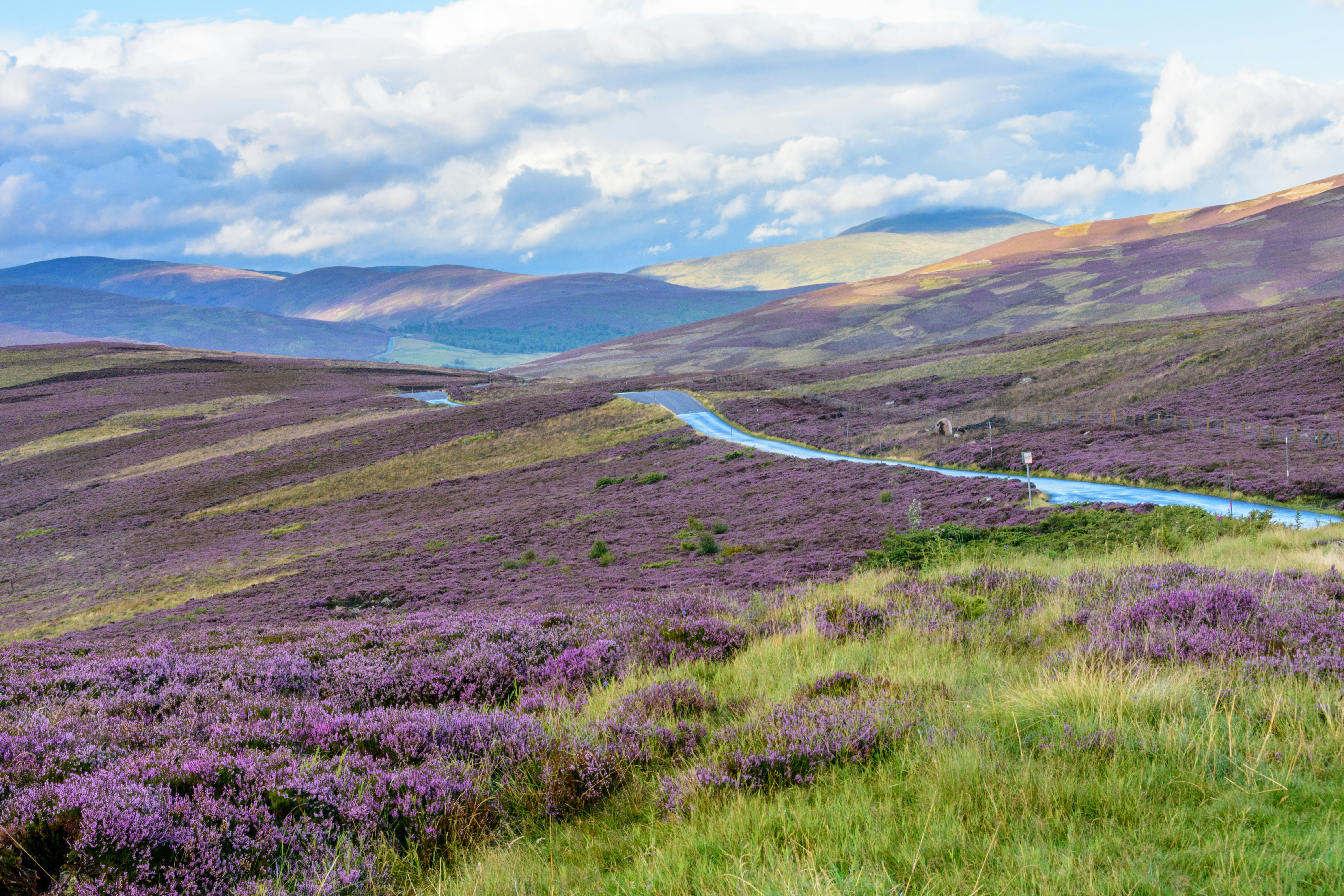 Beautiful native purple heather on the gently rolling hills of the Cairngorms national park in Northern Scotland