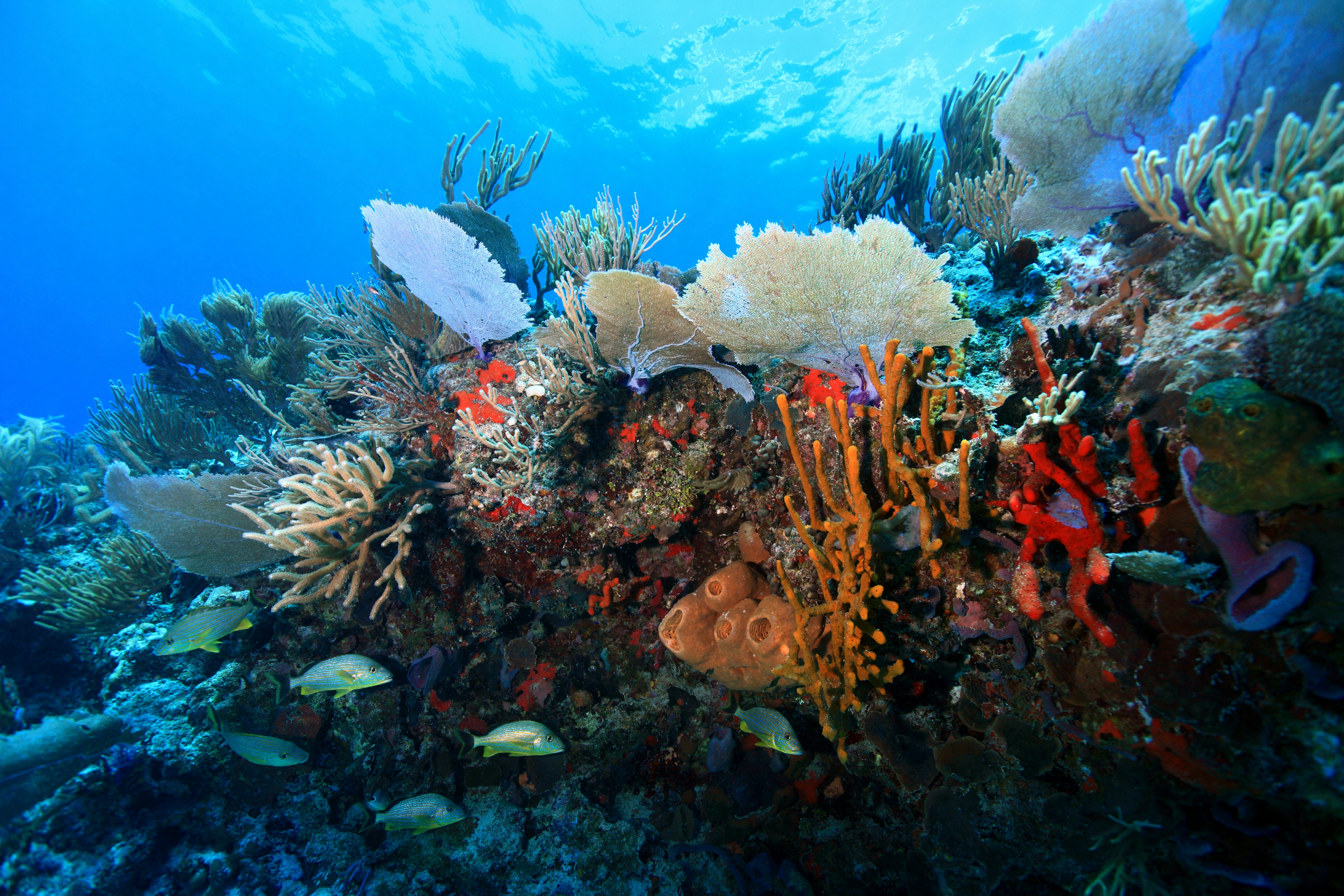 A reef with orange, red and green corals and other underwater aquatic life