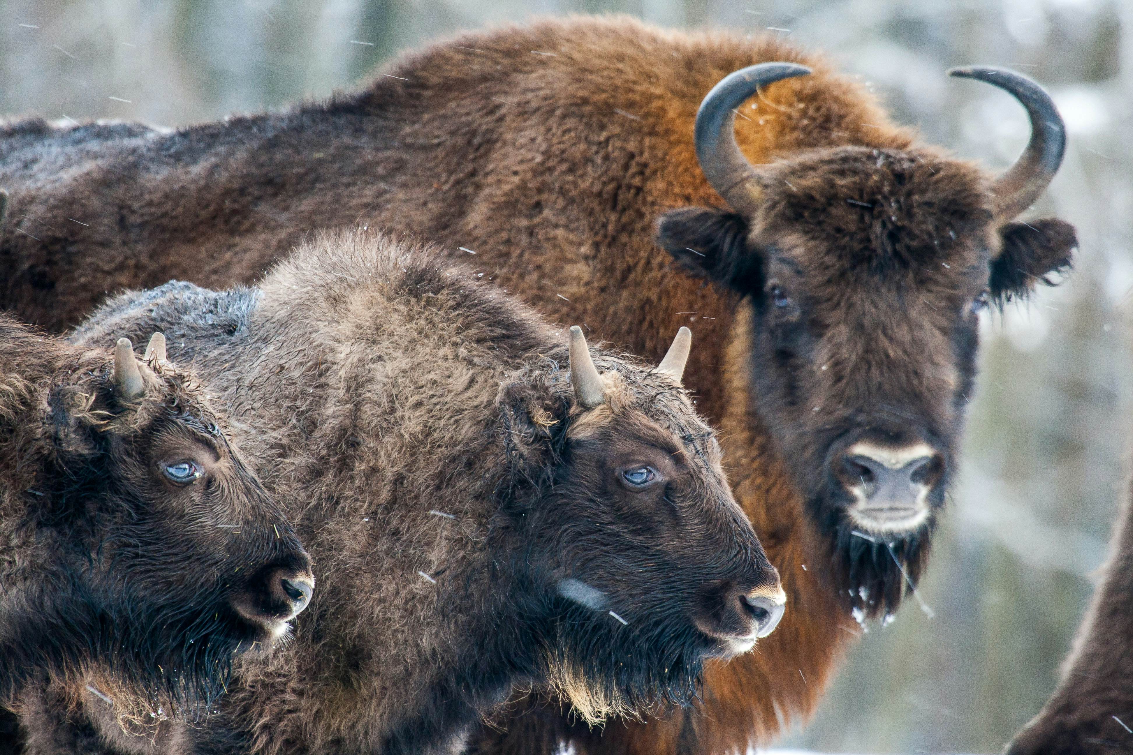 Three European bison in Bialowieza National Park, Poland.