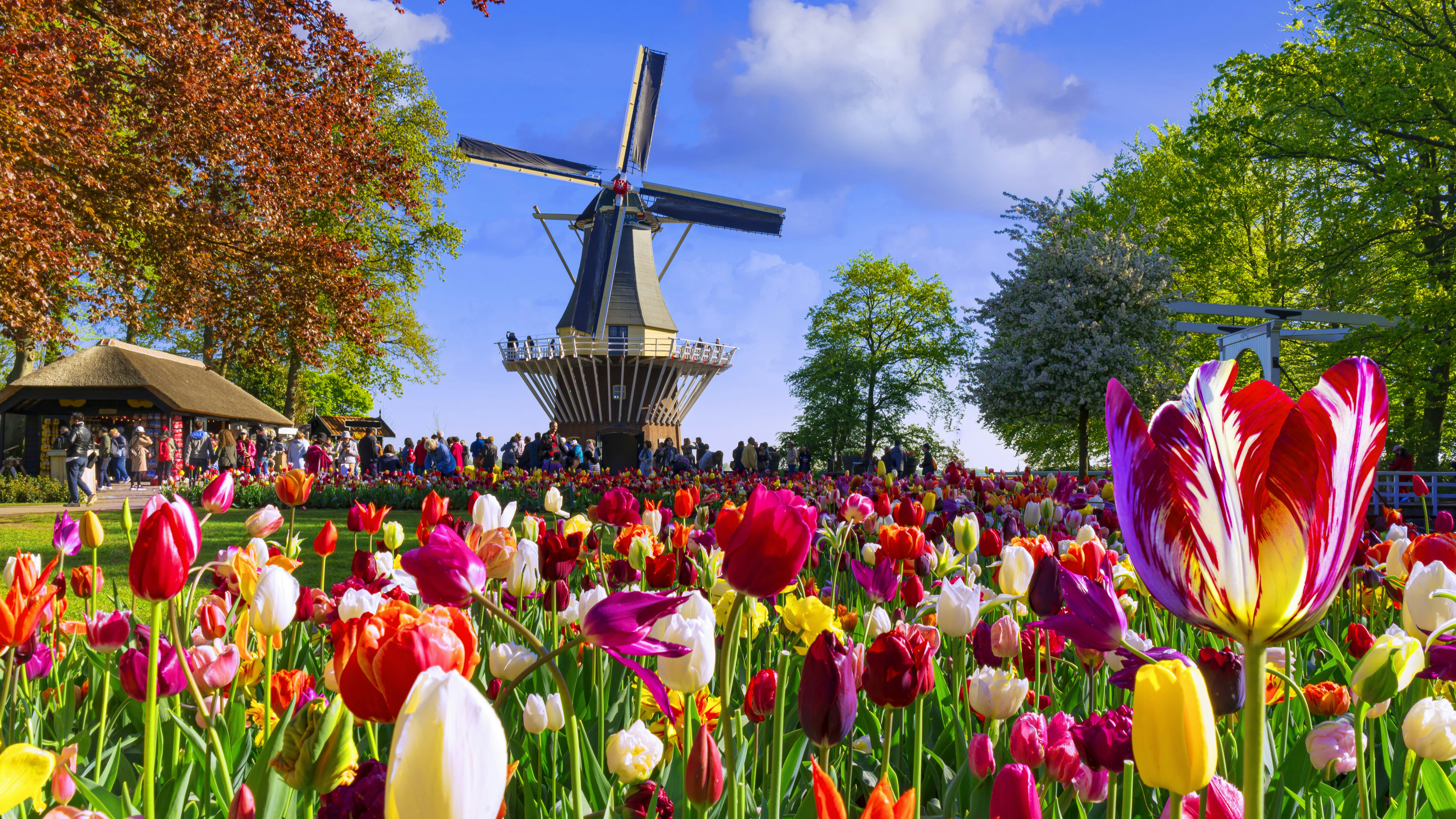 A bed of multicolored tulips in the foreground leads to a windmill surrounded by a crowd of people.