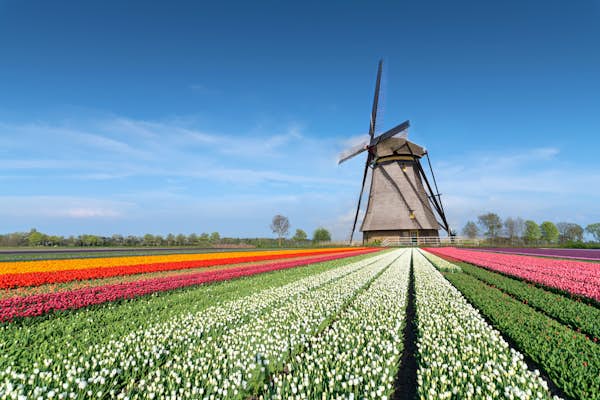 How to see tulips around Amsterdam in 2026
