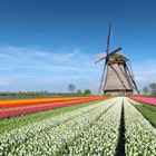 22 April 2018, Netherlands: This is a typical Dutch scene. A windmill of Dutch style at the end of a colorful tulip field. This picture was made close to Lisse, which is the center for tulip cultivation in Holland.