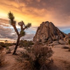 Joshua Tree National Park in California. The cloudy sunset was shot just after a big storm. This situations leaded to a breathtaking cloudy sky that took fire during sunset.   License Type: media  Download Time: 2021-05-10T15:57:44.000Z  User:   Is Editorial: No  purchase_order: