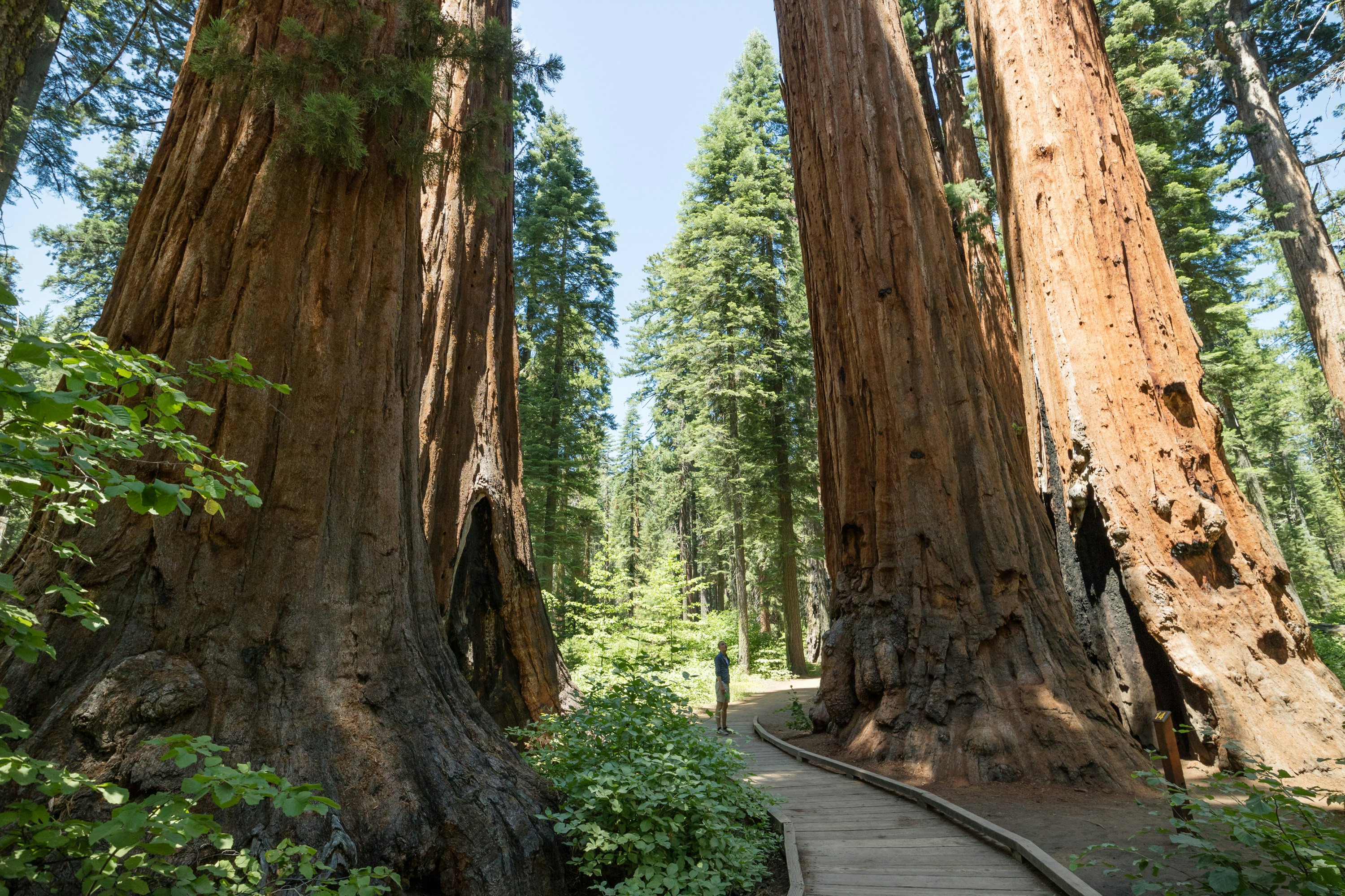 A man stands on a path between the gigantic trunks of two sequoia trees in a forested park.