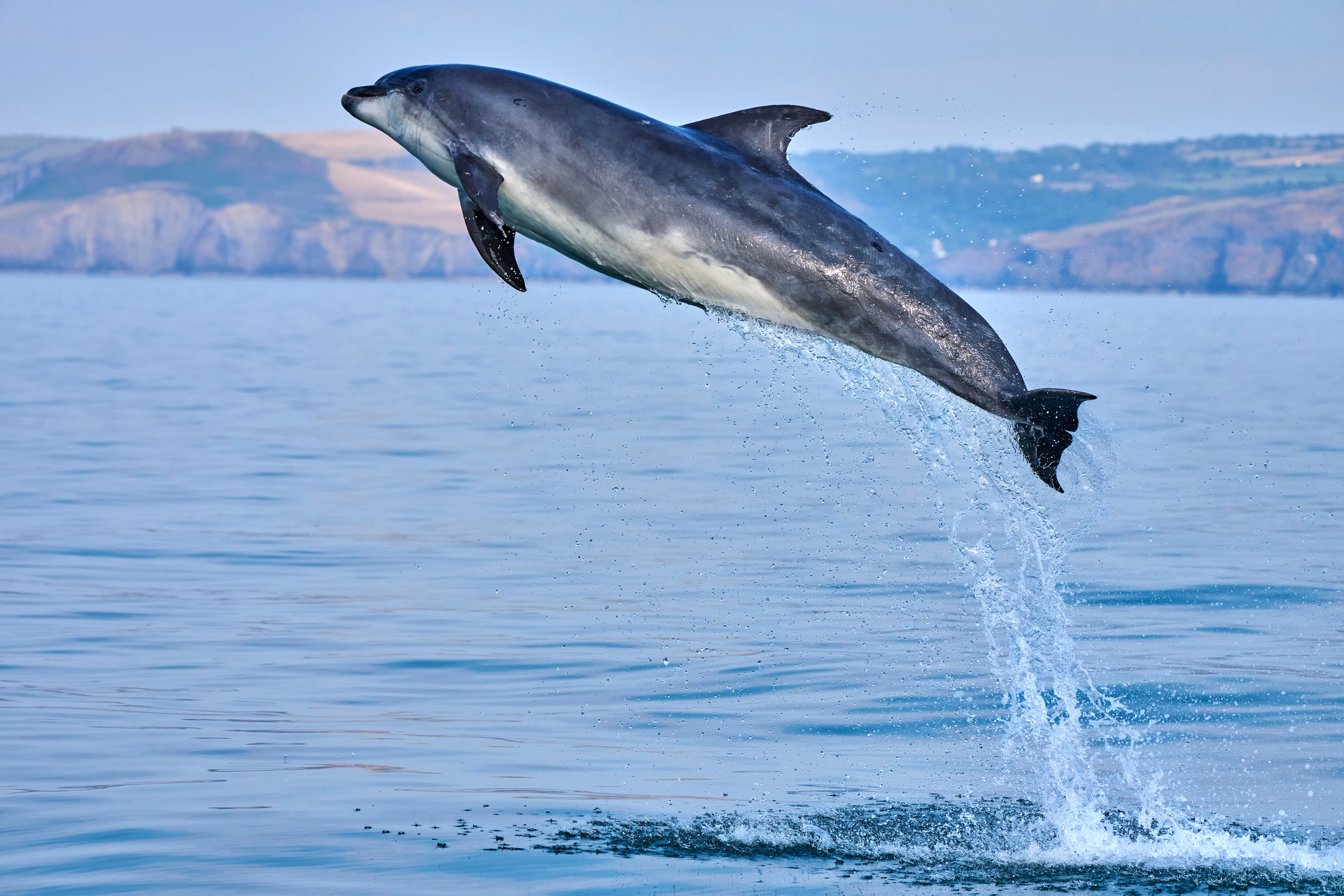 A bottlenose dolphin jumps high from the ocean with cliffs in the distance.