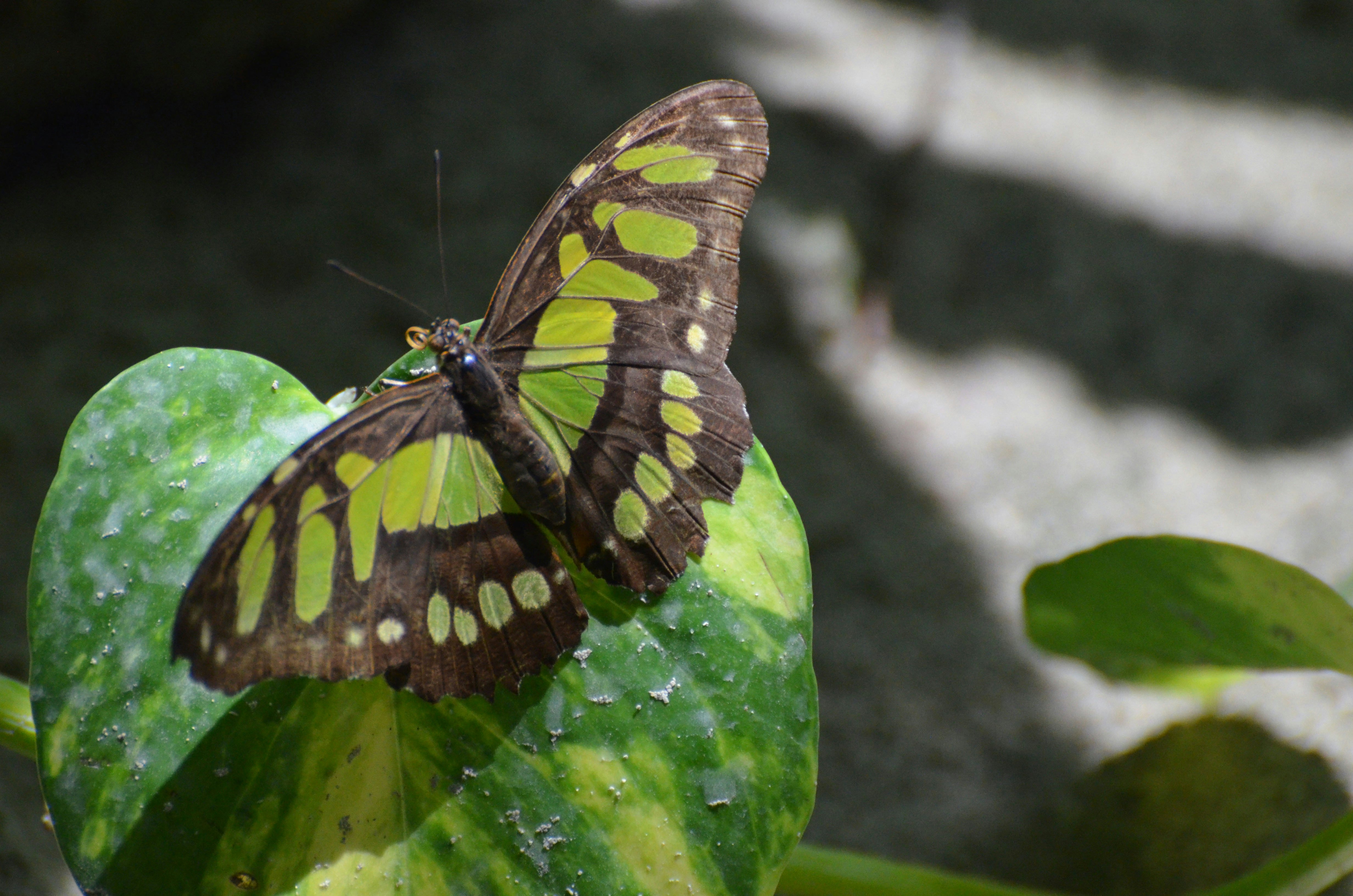 Beautiful butterfly garden with a malachite butterfly.
