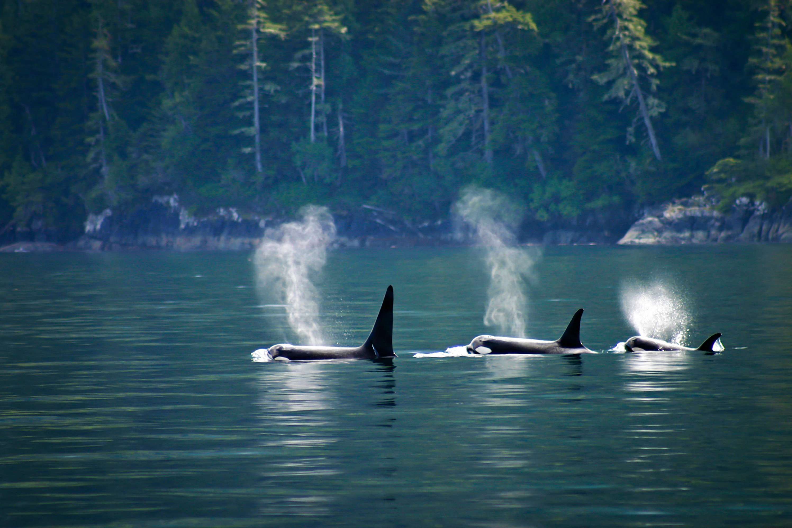 Three black-and-white orcas, relatives of dolphins, swim near a coastline covered in dense forest.