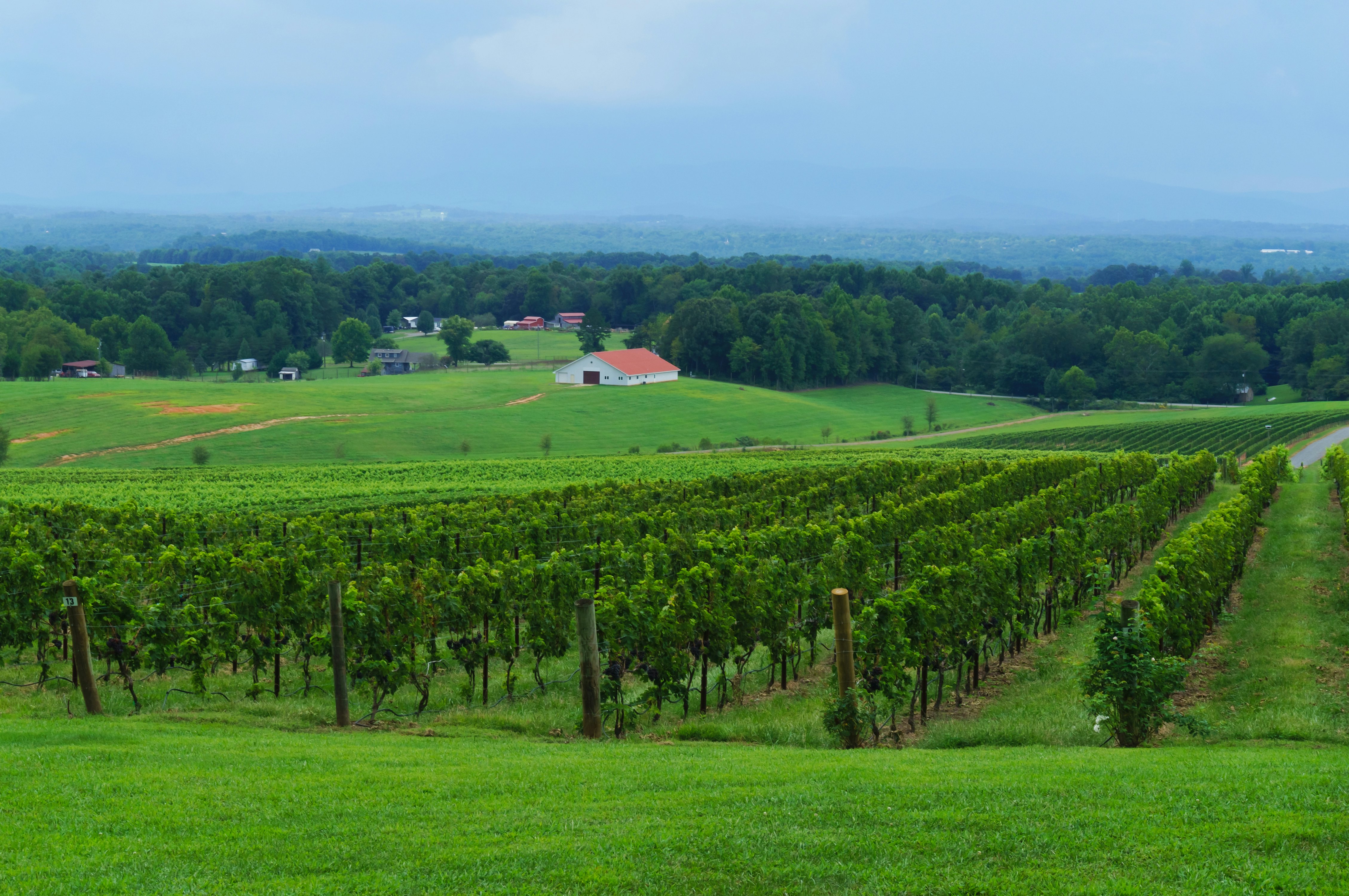 Vineyard with a view on the valley
