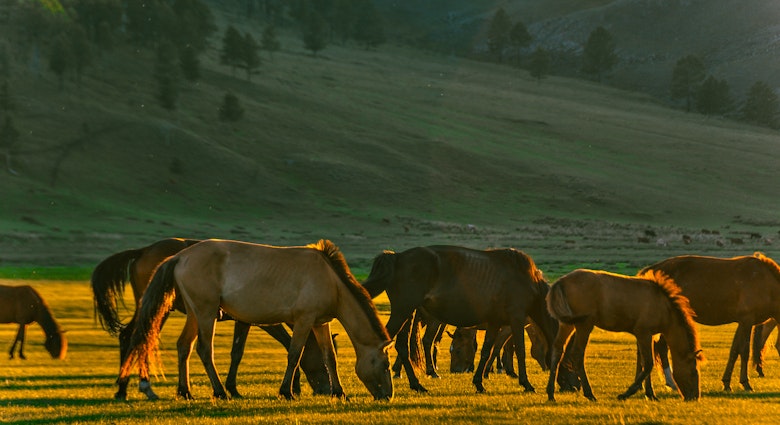 Horses of Mongolian beautiful land during nice autumn evening.
Animal; Animal Themes; Animal Wildlife; Animals In The Wild; Autumn; Change; Color Image; Consumerproduct; Dusk; Grass; Grazing; Hill; Horizontal; Horse; Independent Mongolia; Large Group Of Animals; Medium Group Of Animals; mongolian horse; Nature; No People; Outdoors; Photography; Profile View; Przewalski; Selenge; Sunlight; Tree; Young Animal;