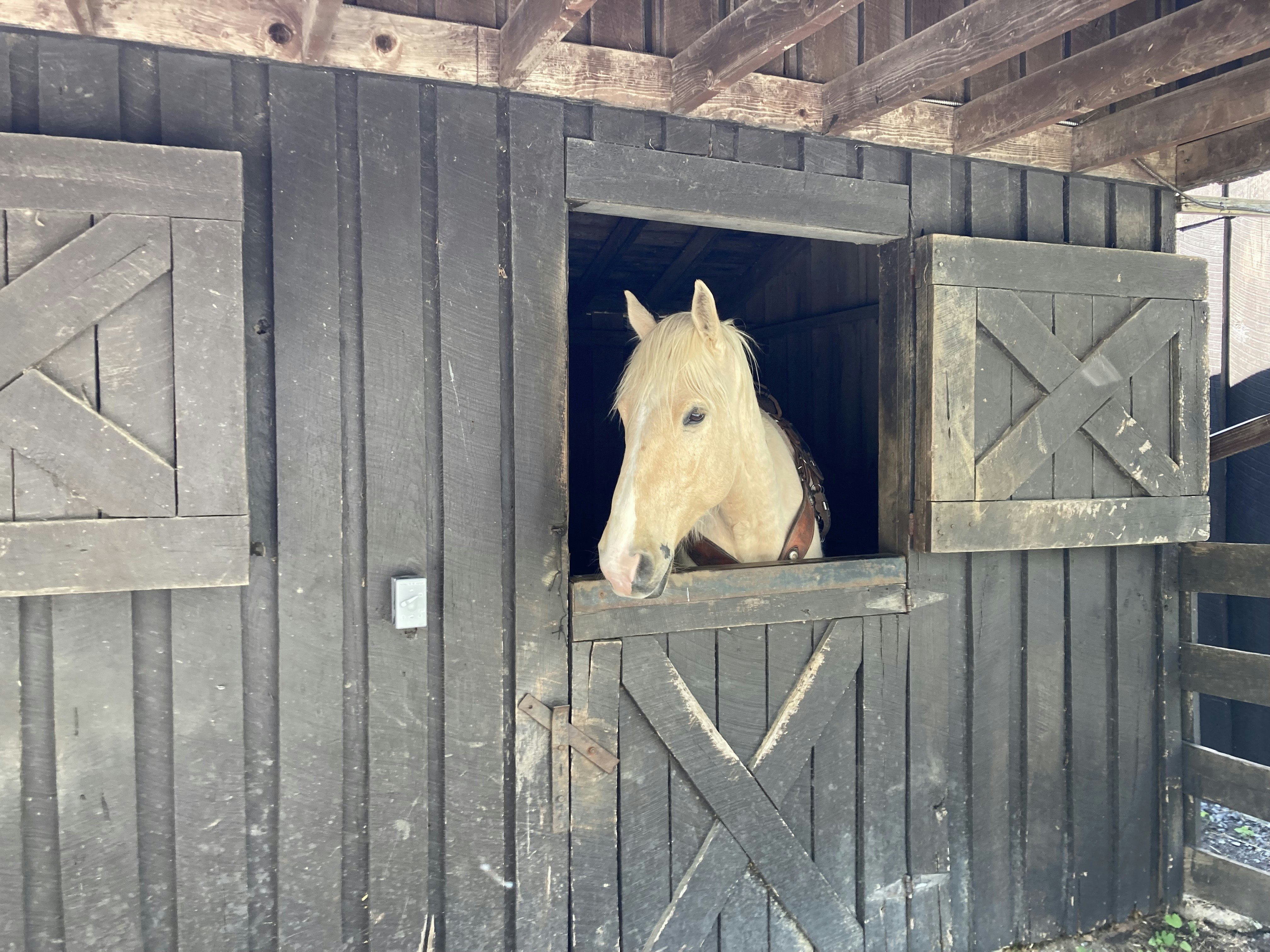 Horse in the barn