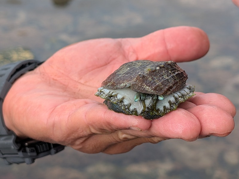 A man's open palm holds a greenish marine gastropod mollusk on an overcast day.