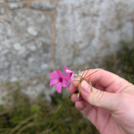 A woman holds a small pink flower between her thumb and fingers on an overcast day.