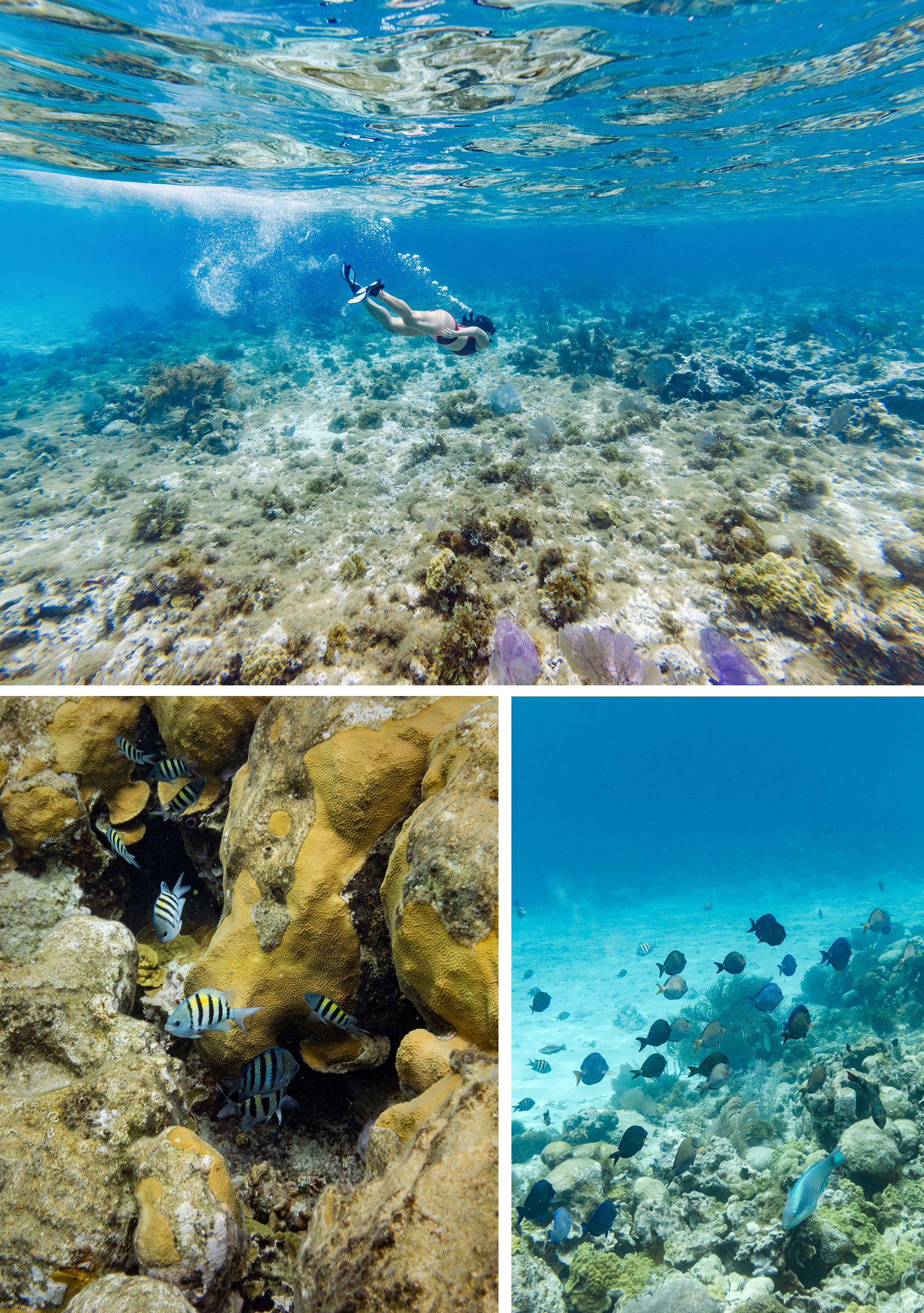 From the top, in a clockwise direction: Nina swims over one of Little Corn's various coral reefs. School of sergeant major fish, blue tang and parrot fish swim across a coral reef. Sergeant major fish swim through coral and rocks.