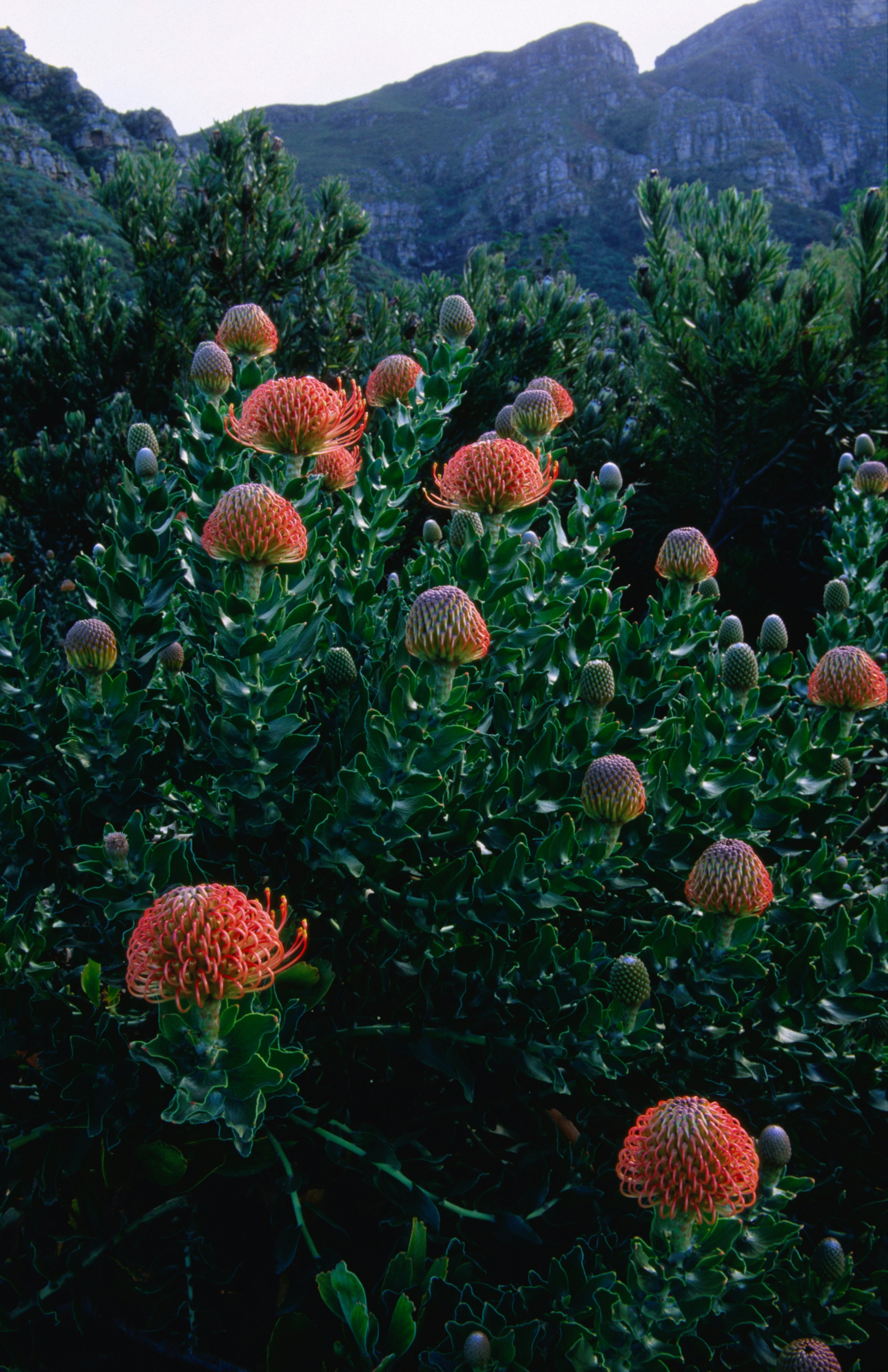 Flowers with cones of bright red stamens adorn a leafy green bush with rocky cliffs in background