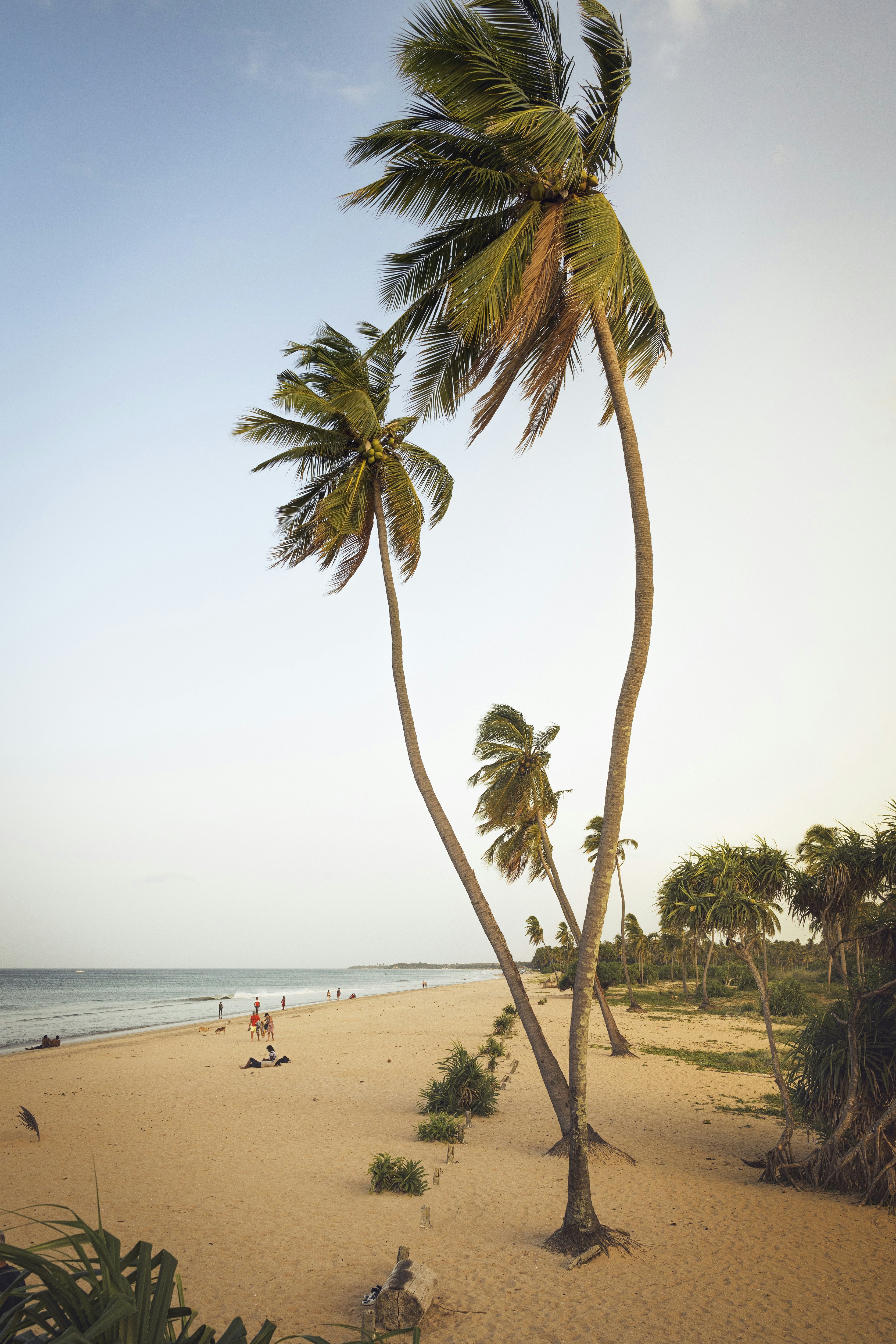 A gold-sand beach nearly empty of people but lined with palm trees