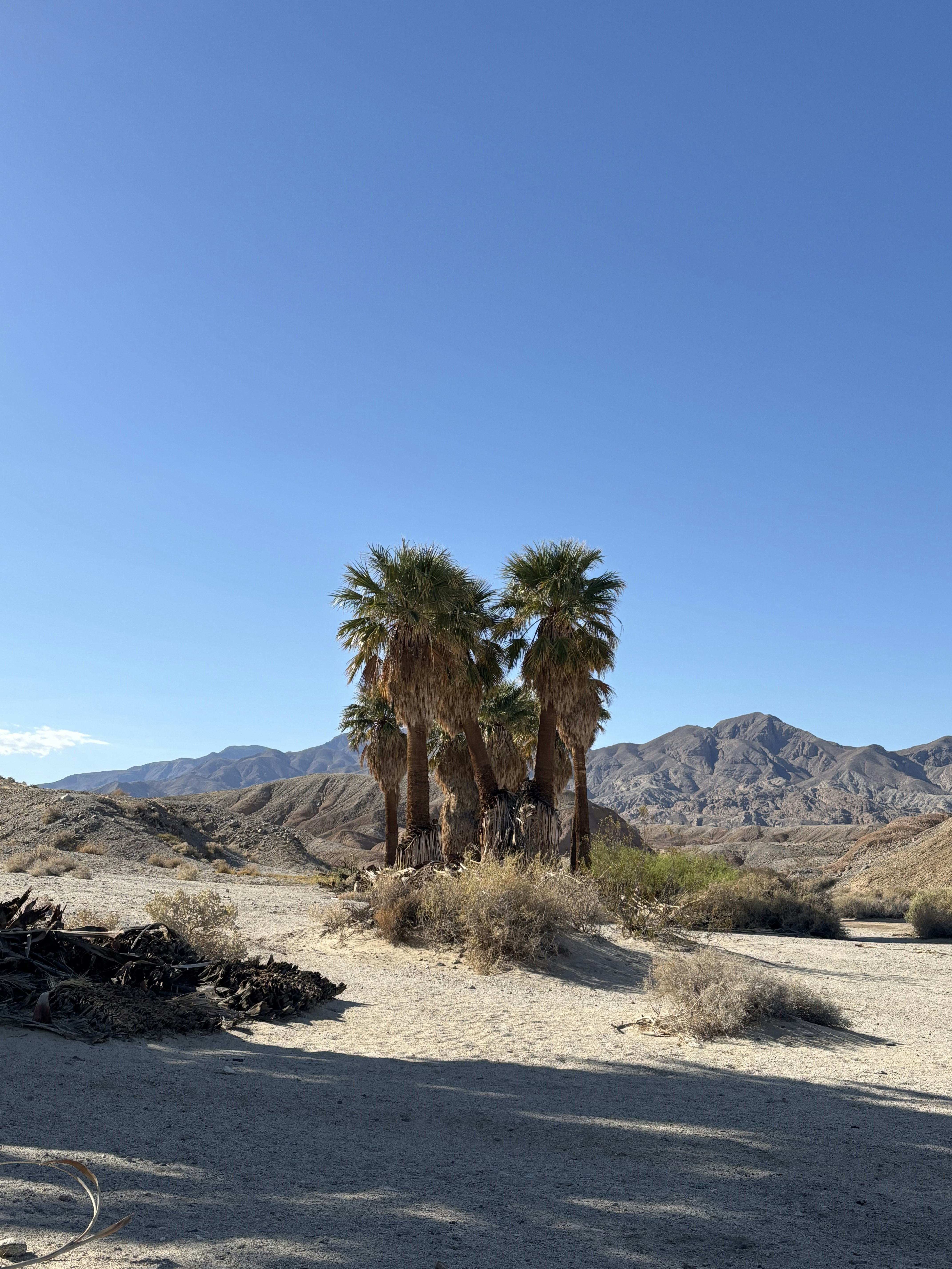 A cluster of palm trees on sandy ground with mountains and a blue sky in the background
