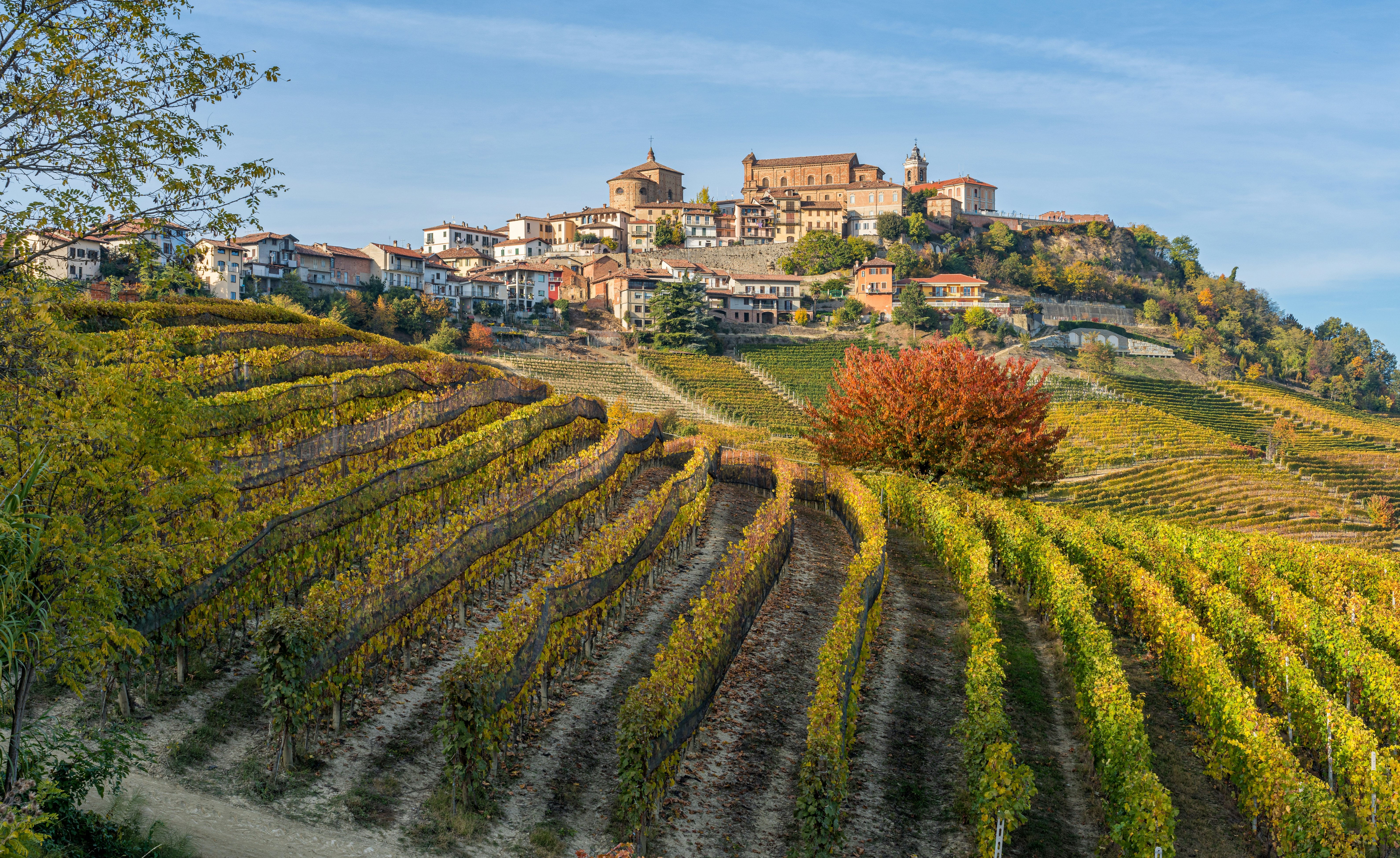 A hillside vineyard is pictured in the autumn, with a small village on the hilltop beyond.