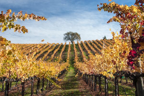 10 of North America's most intriguing wine regions