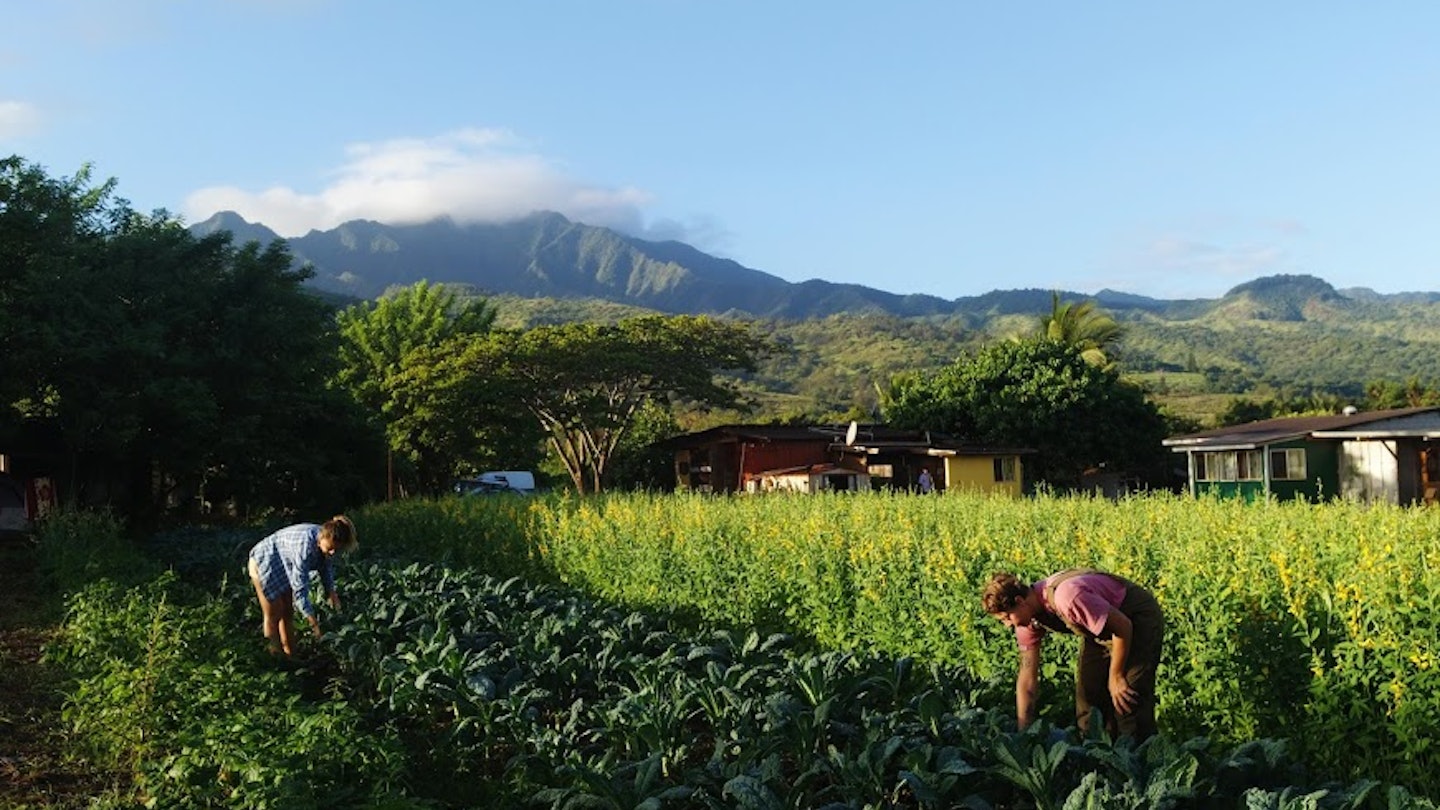 Volunteering with WWOOF