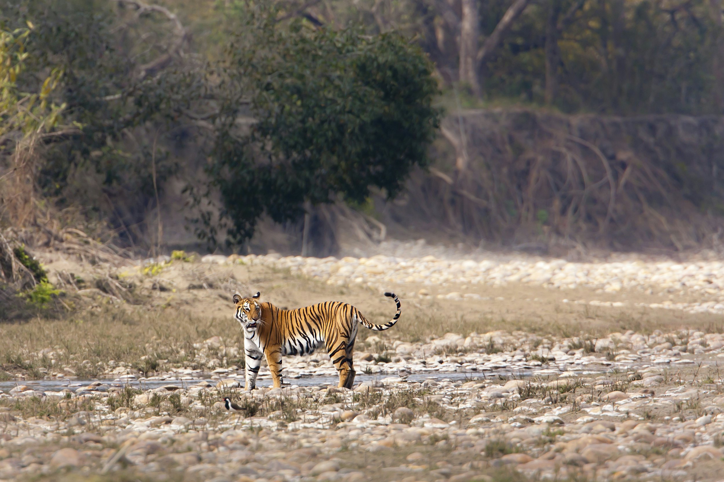 A tiger near a small body of water in Bardia National Park