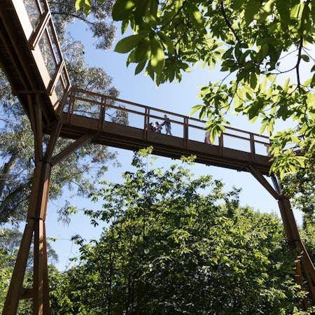 A family walks on a wooden catwalk through the tree canopy in a city park.