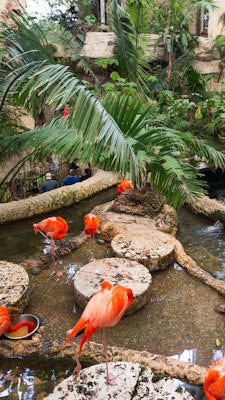 Bright pink flamingos in a cement pond with greenery all around.