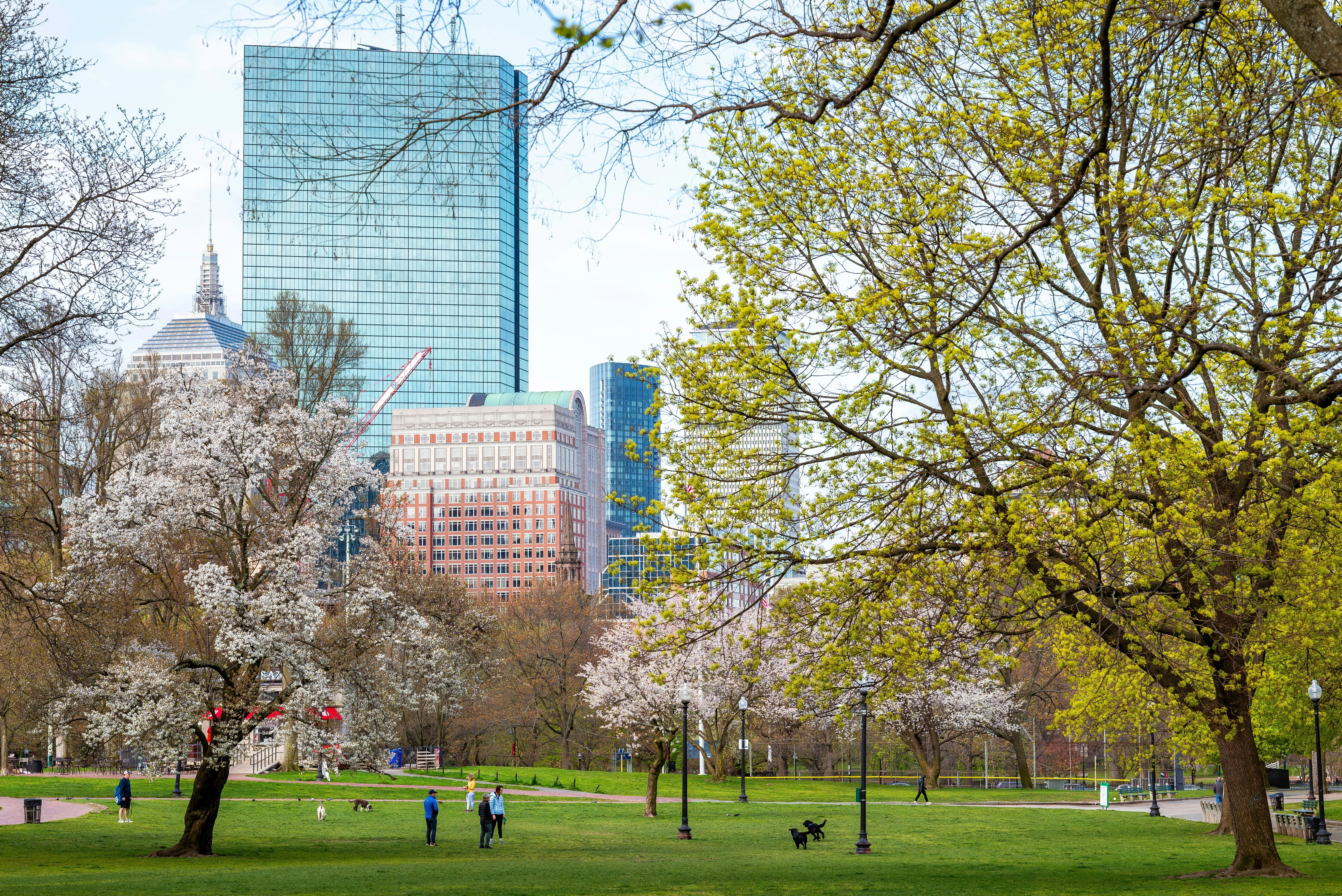 Flowering trees in a park where people and dogs dot the grass. City buildings are in the background.