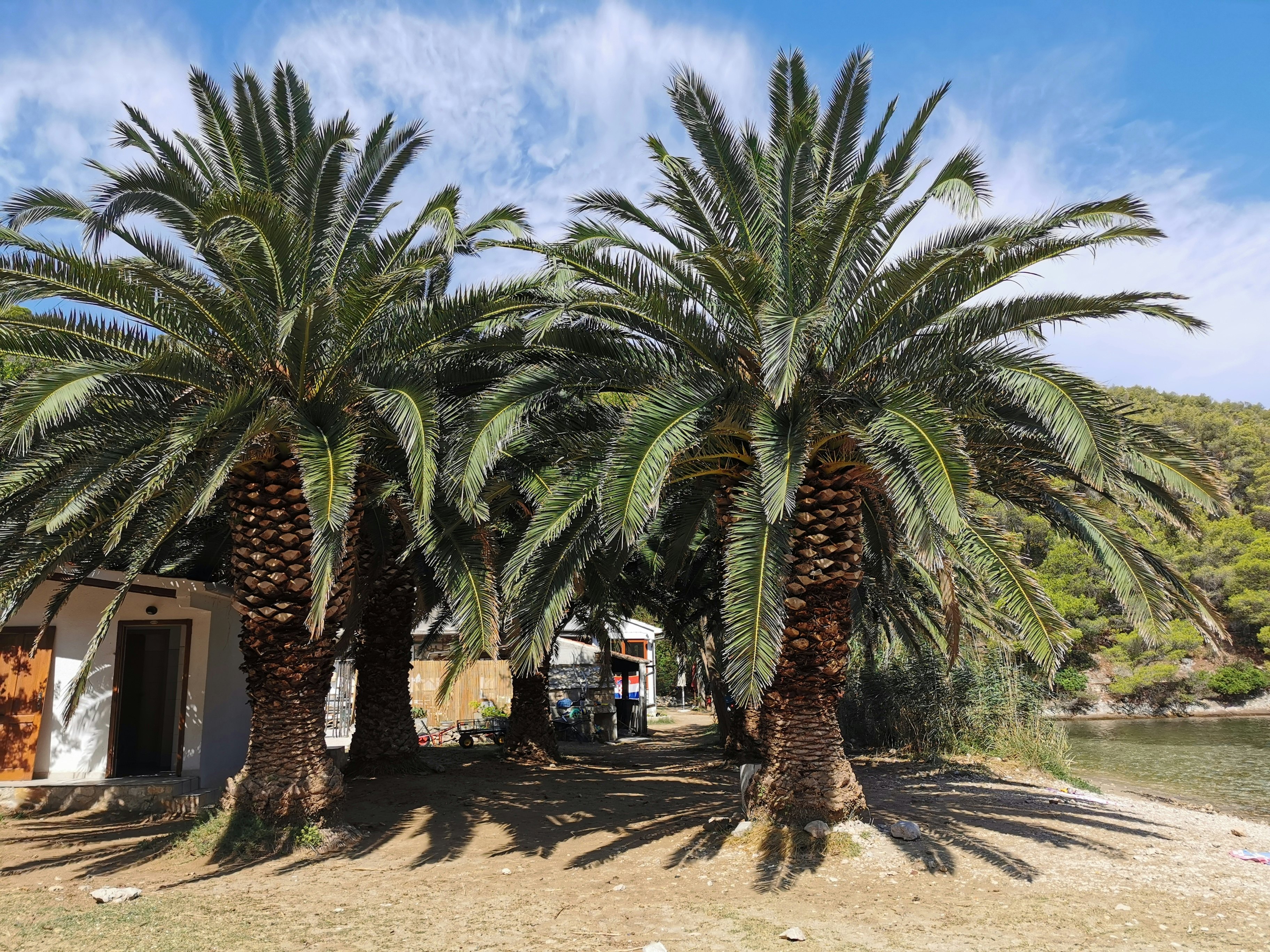 Light-colored homes and stout palm trees on a sandy beach