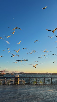 Seagulls flying at sunset with green tables and chairs on a pier.