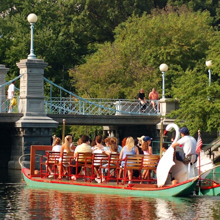 Swan Boats ply the waters of the pond in Boston Publik Gardens.