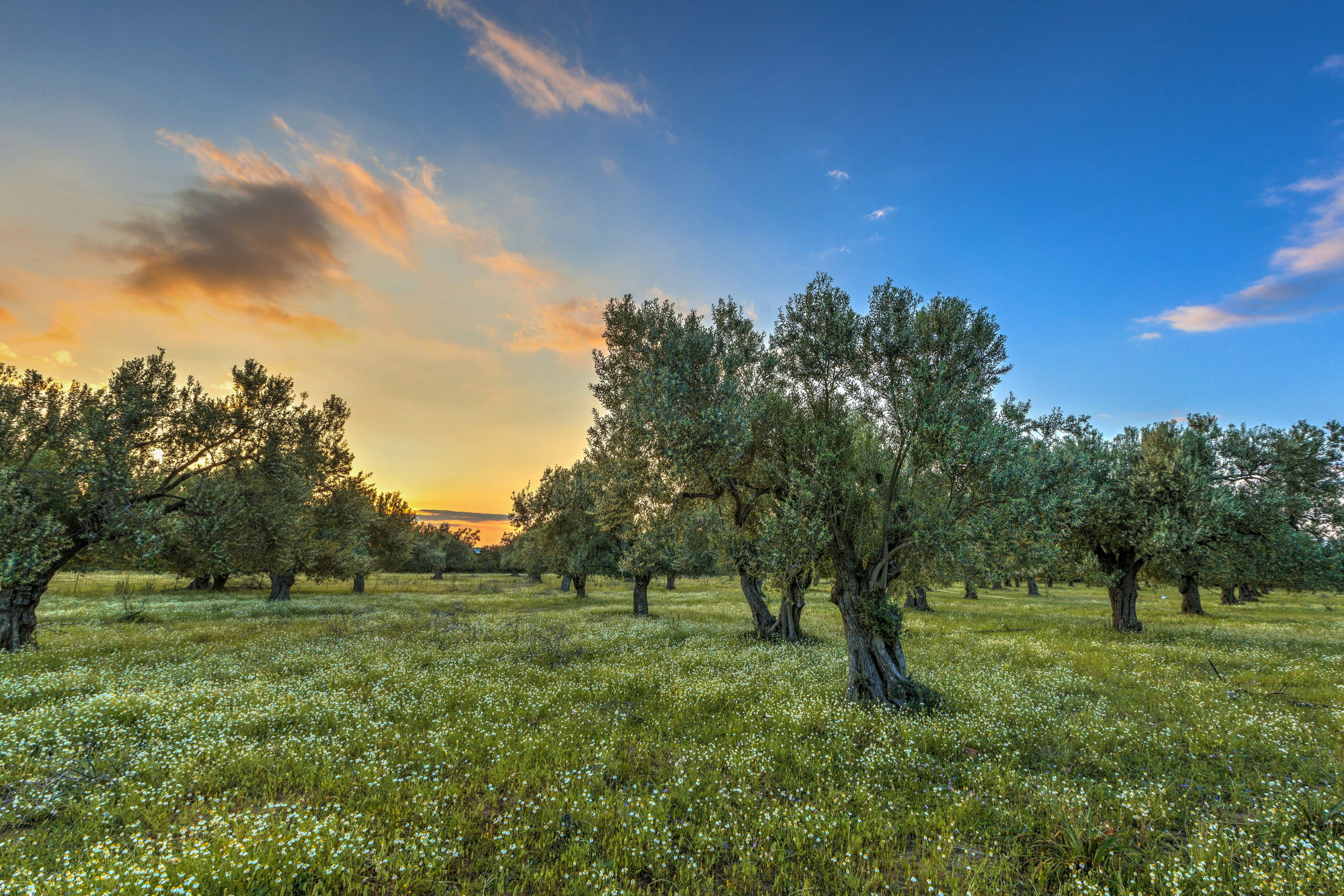 The morning sun rising over an olive grove dotted with white wildflowers.
