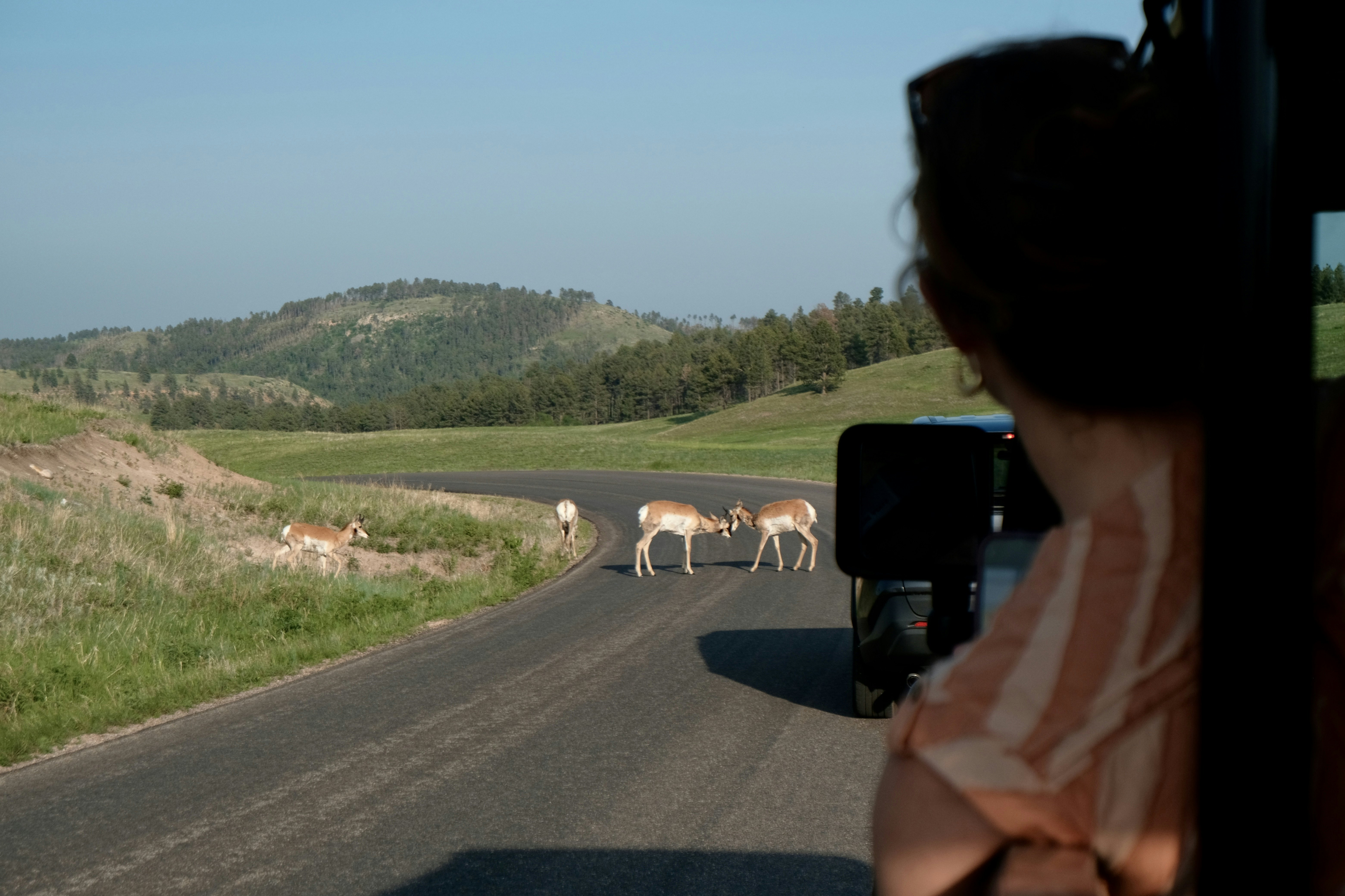 A woman leans out of a jeep while two pronghorn antelopes tussle on the road in front of her.