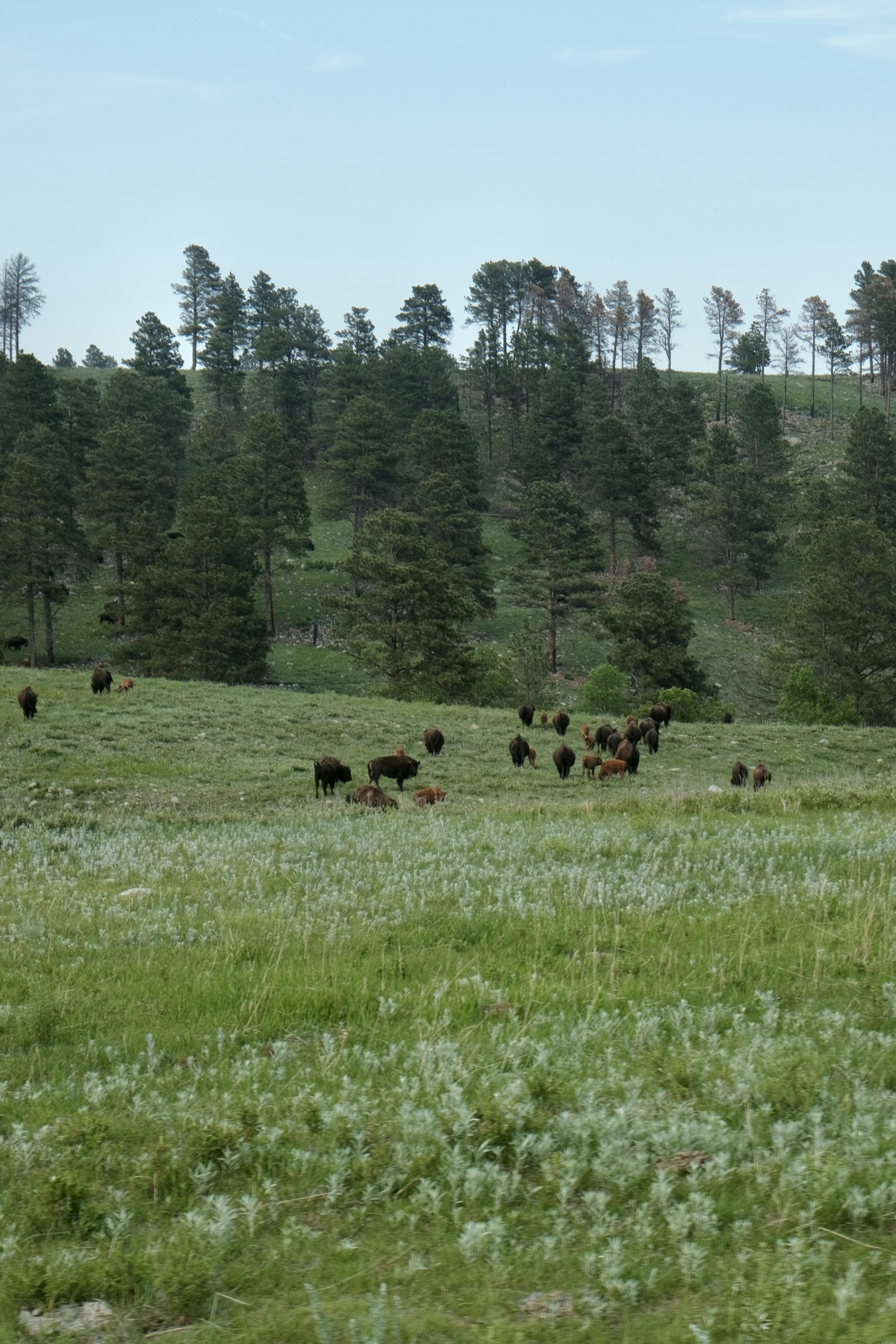 Bison in Custer State Park