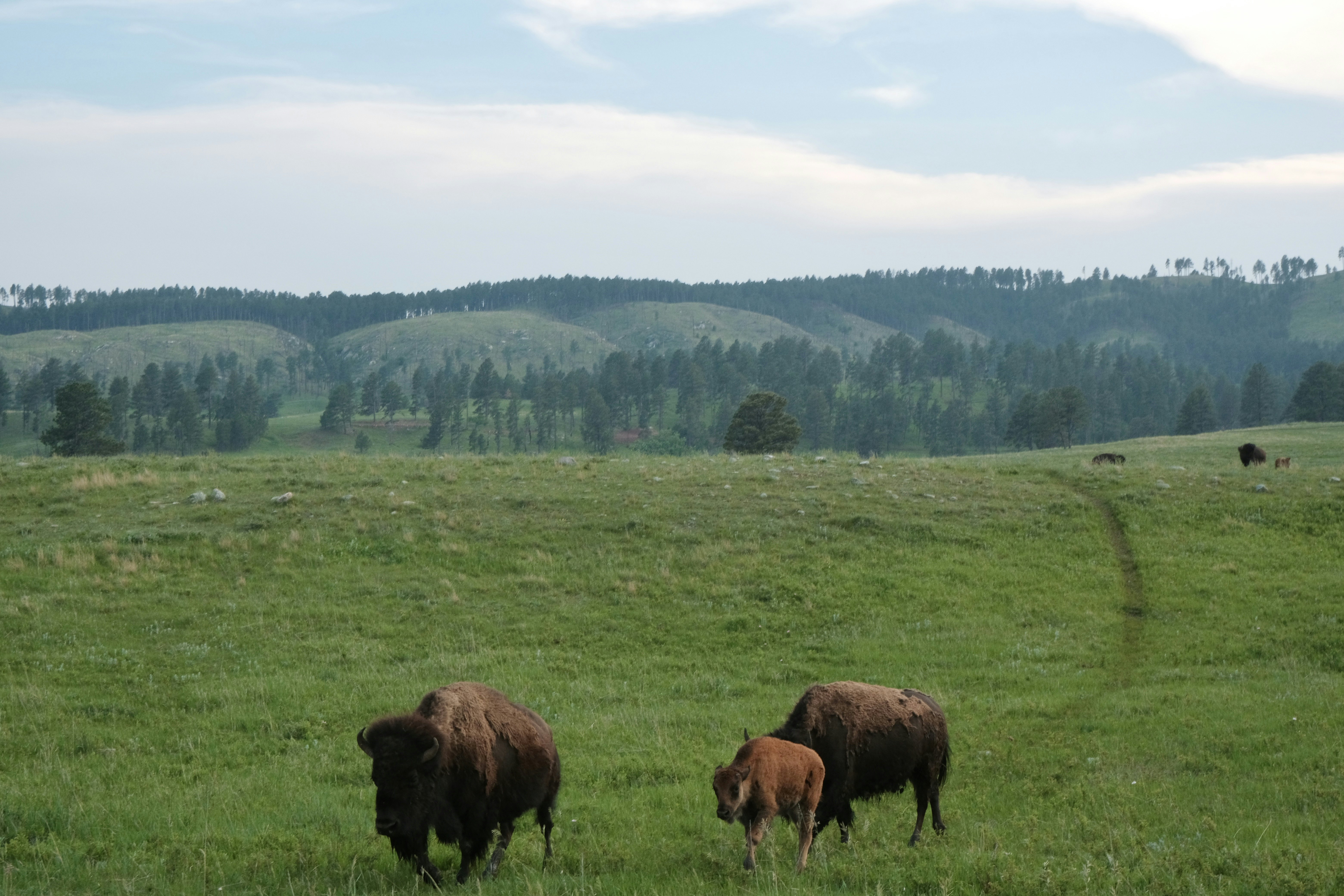 Bison in Custer State Park, South Dakota