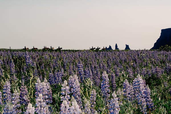 The best things to do in Iceland with kids