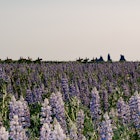 ICELAND RING ROAD ITINERARY 2025
Reynisfjara Beach