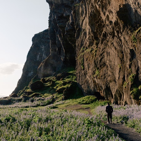 A man walks on a path surrounded by purple flowers toward a large rocky mountainside.