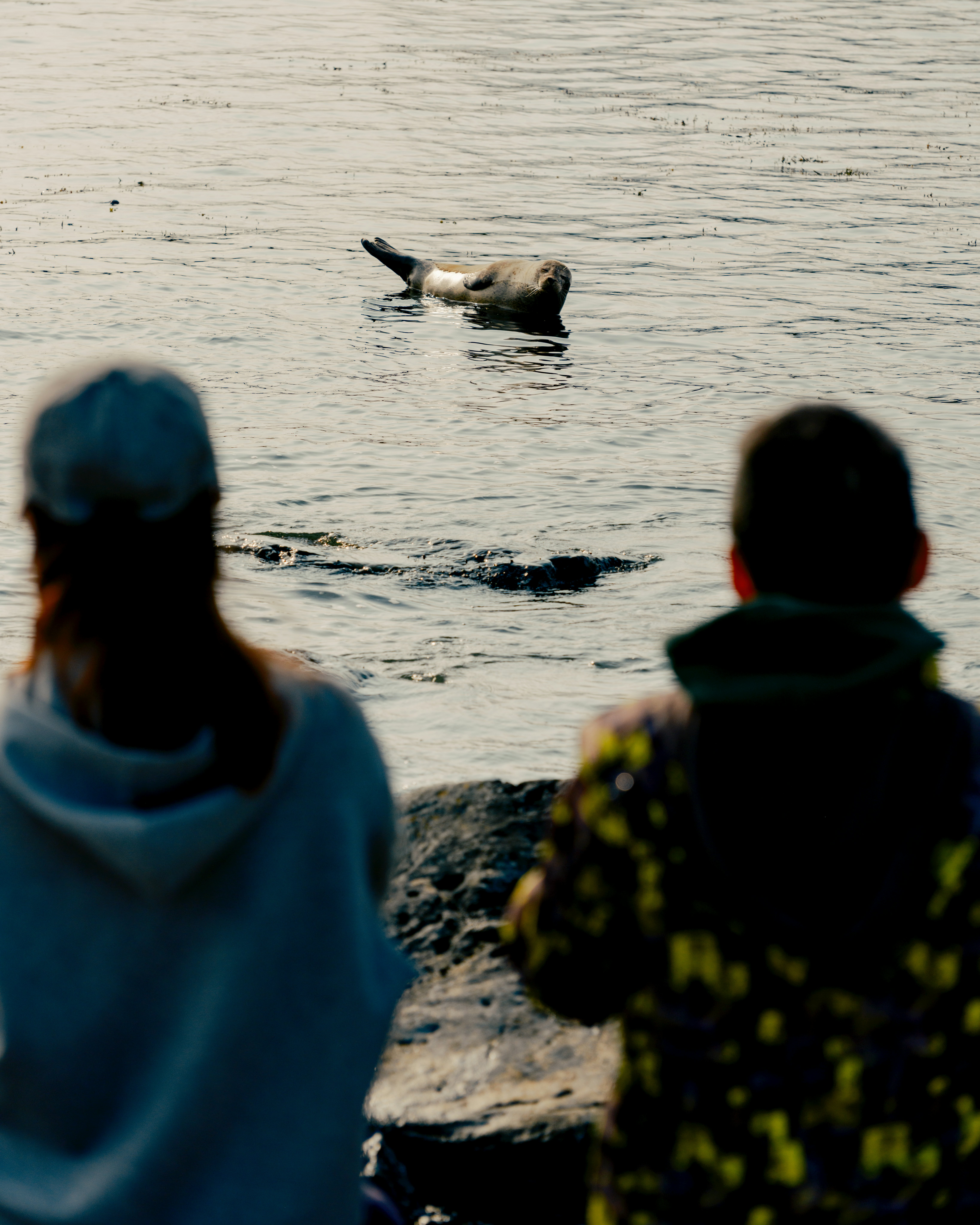 A seal off Ytri Tunga beach