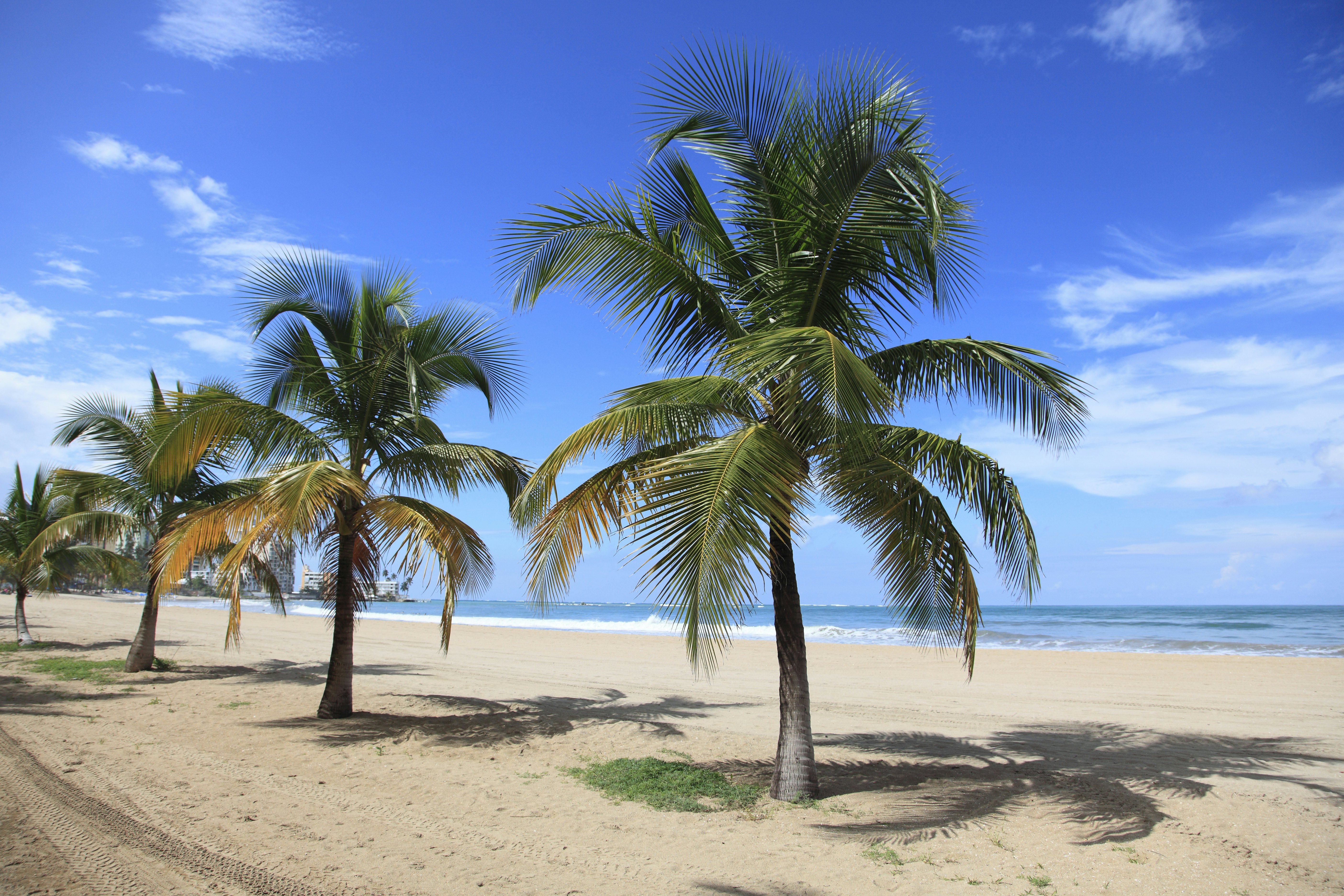 Palm trees line the edge of a white sandy beach in Puerto Rico.