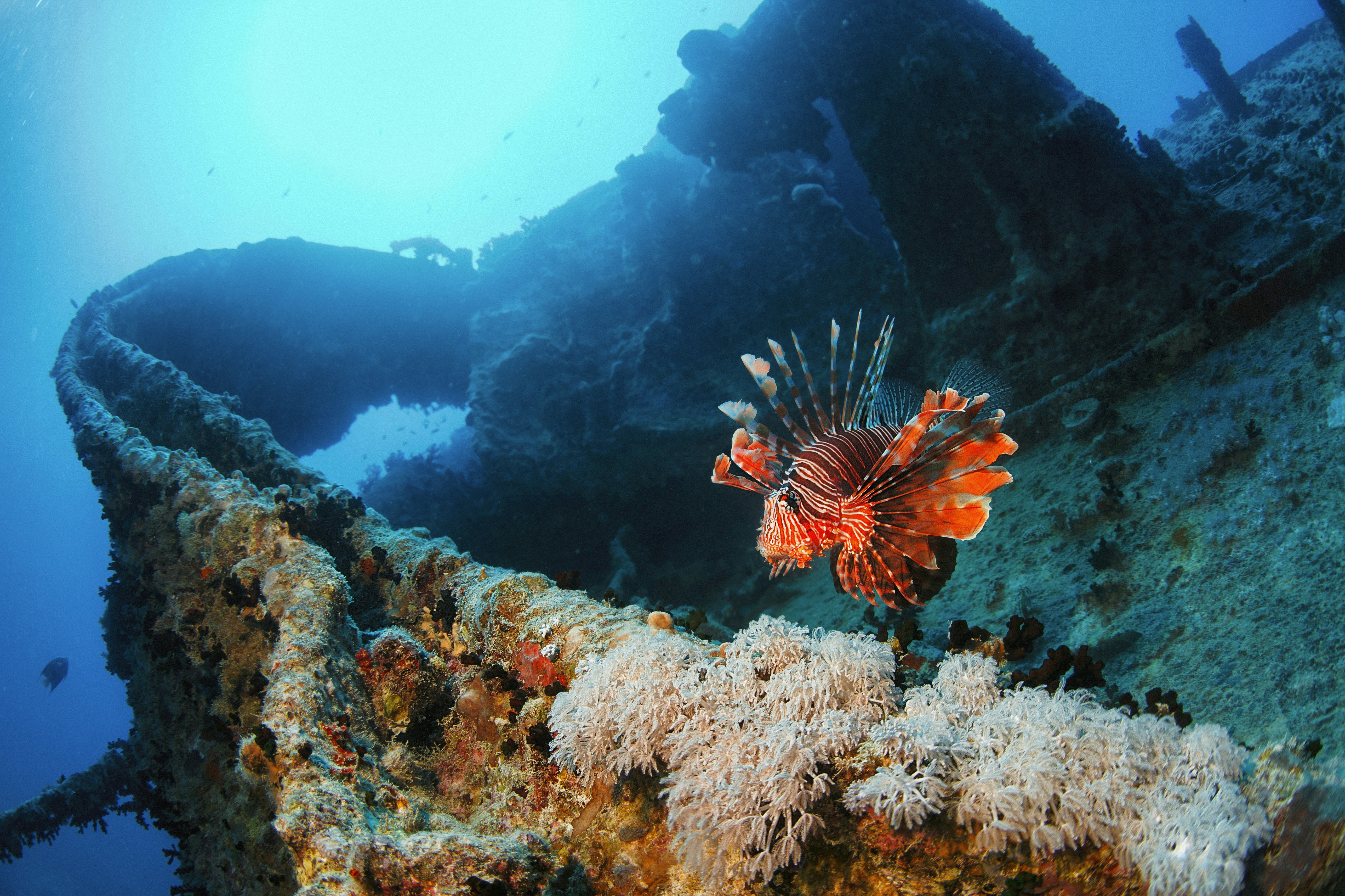A shipwreck that has become an artificial coral reef. A bright orange striped lion fish swims by.
