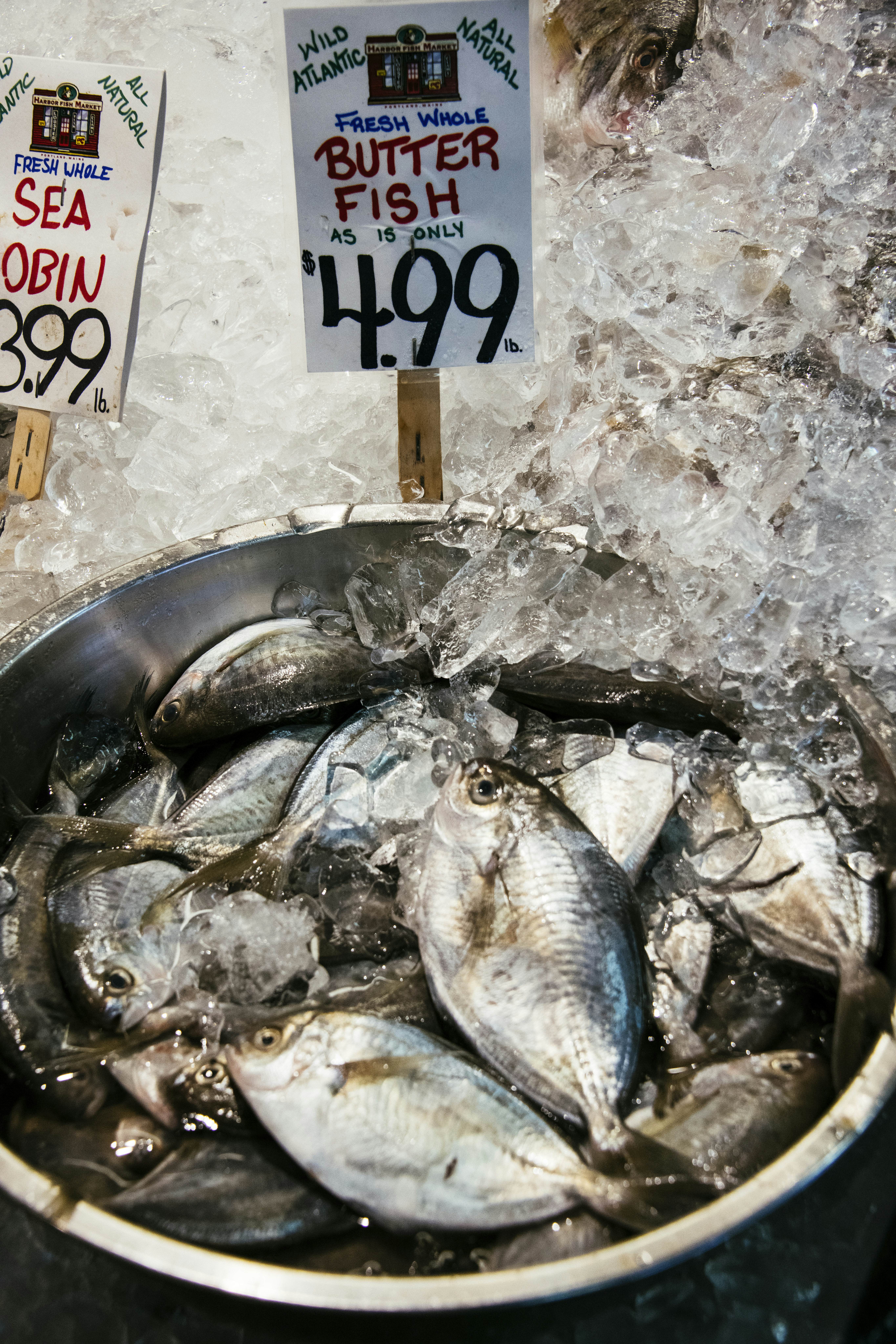 Butter fish on ice in a metal bucket.