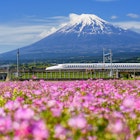 SHIZUOKA JAPAN - MAY 05 2017: Shinkansen or JR Bullet train running pass through Mt. Fuji and Shibazakura at spring. Super high speed train N700 can transit between Tokyo and Osaka.  License Type: media  Download Time: 2023-04-25T17:35:44.000Z  User: lonelyplanetmedia  Is Editorial: Yes  purchase_order: