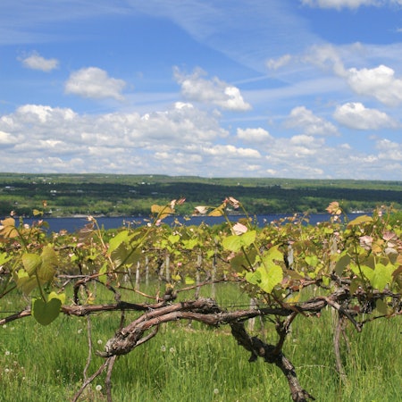 Vines at a vineyard in New York are visible in the foreground; in the background is a lake under blue sky with white clouds.