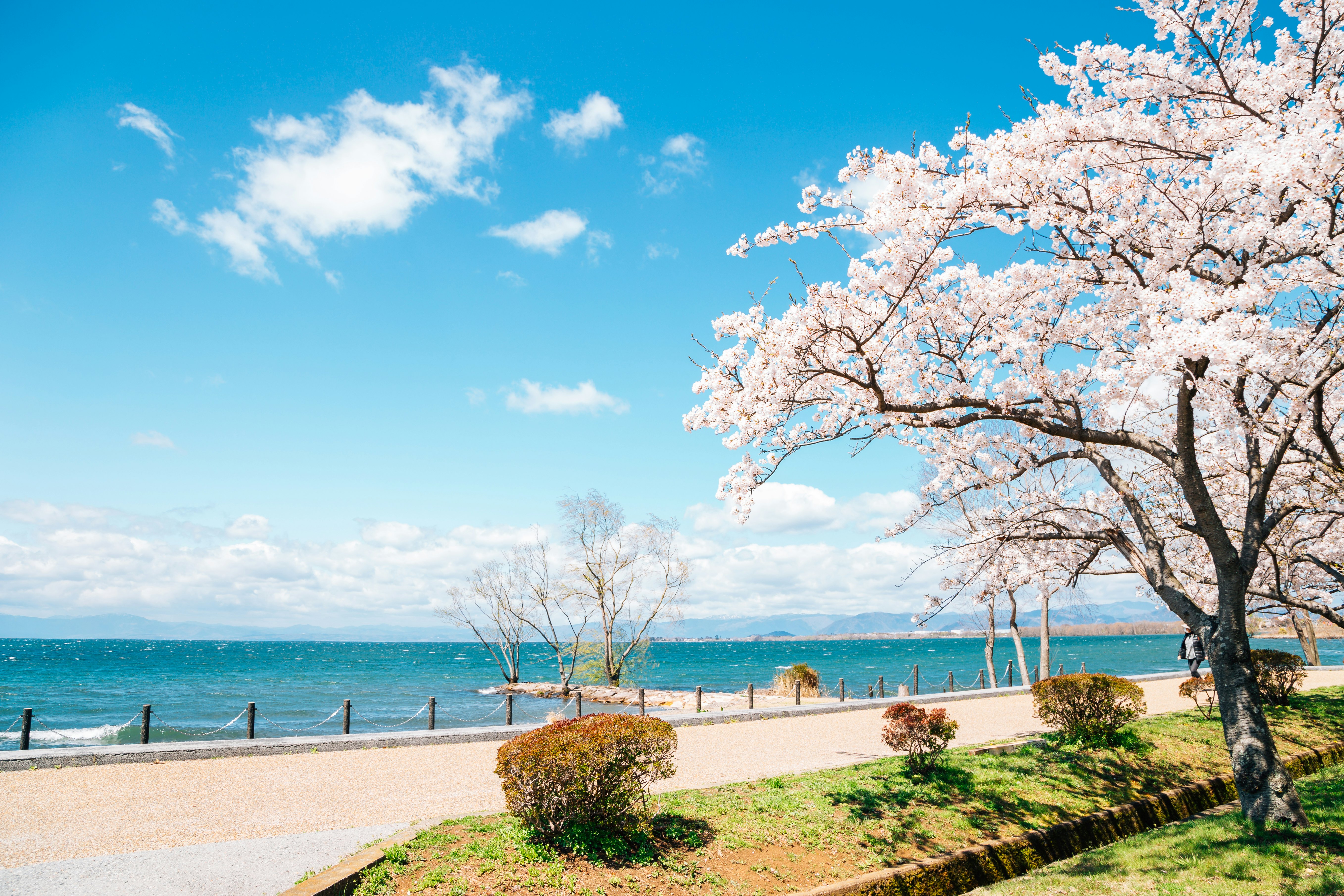 A blossoming cherry tree by a path along a blue lake in Japan.