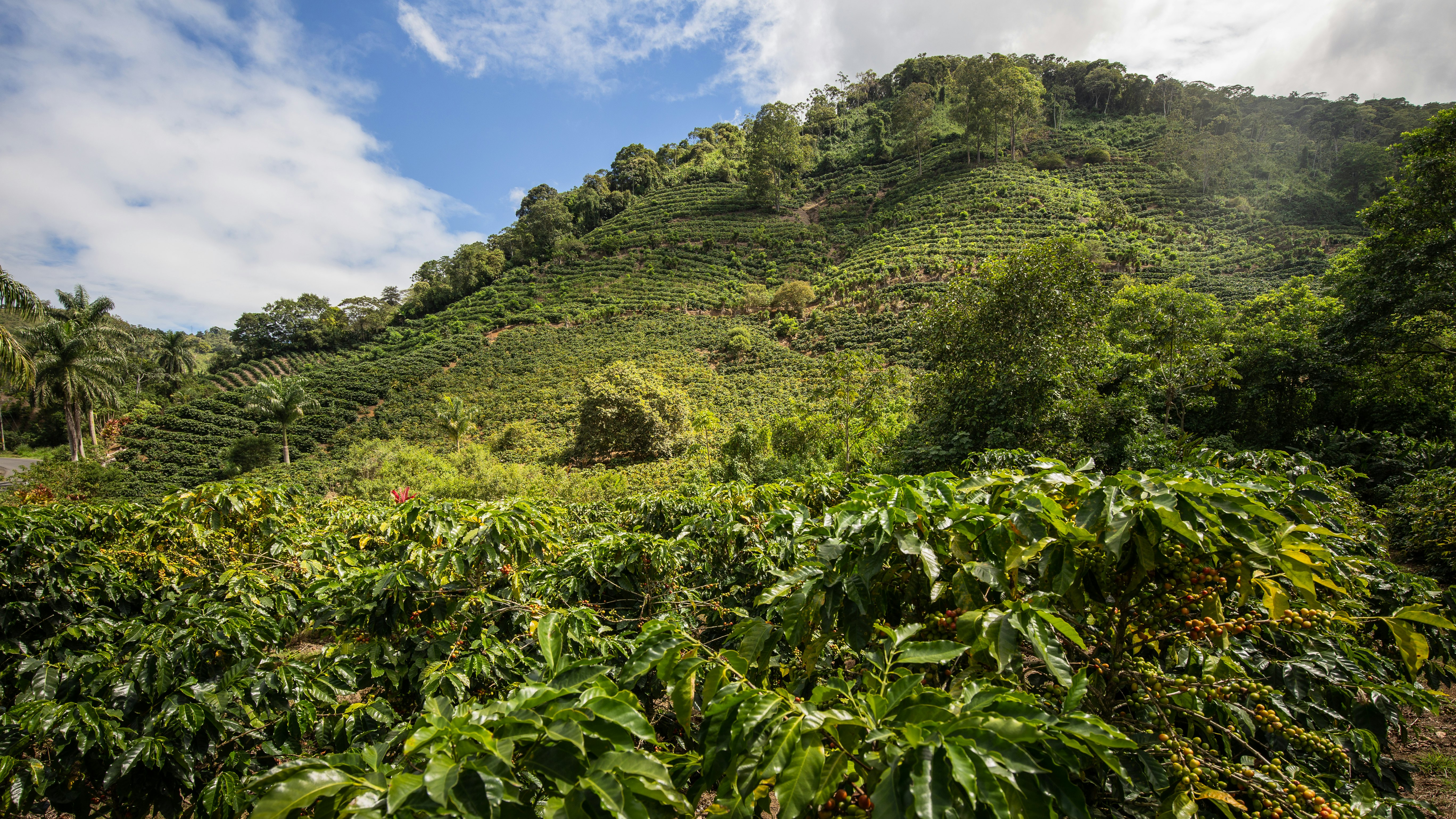 Rows of green coffee plants on a hillside in Costa Rica; the sky is blue with white clouds.